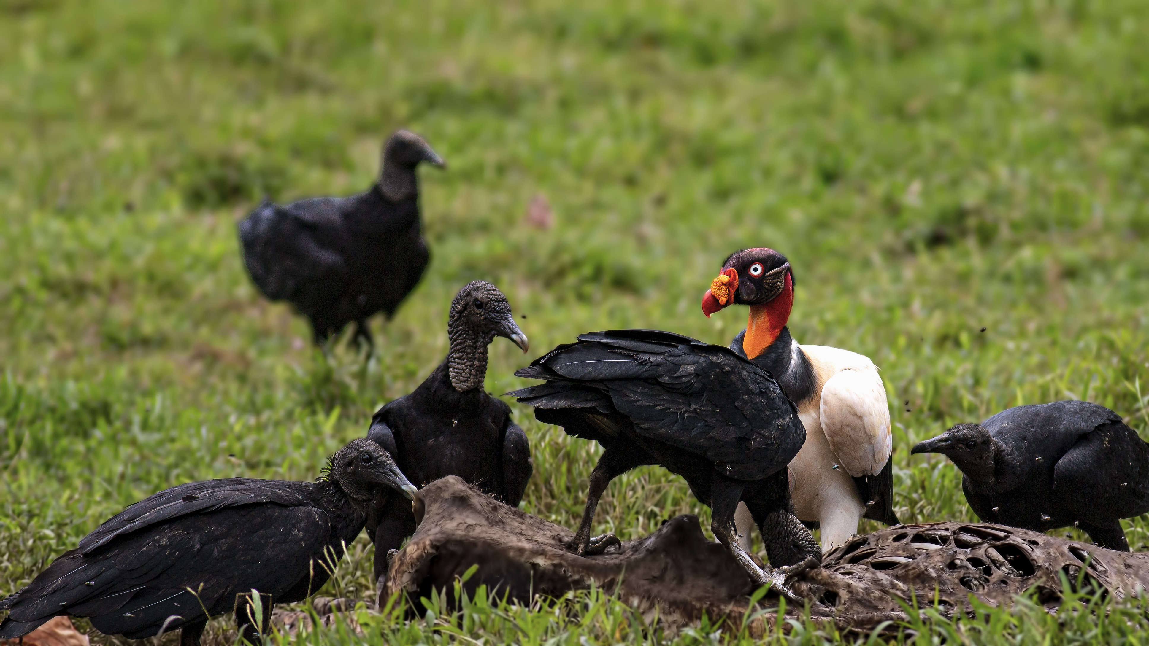 King Vulture