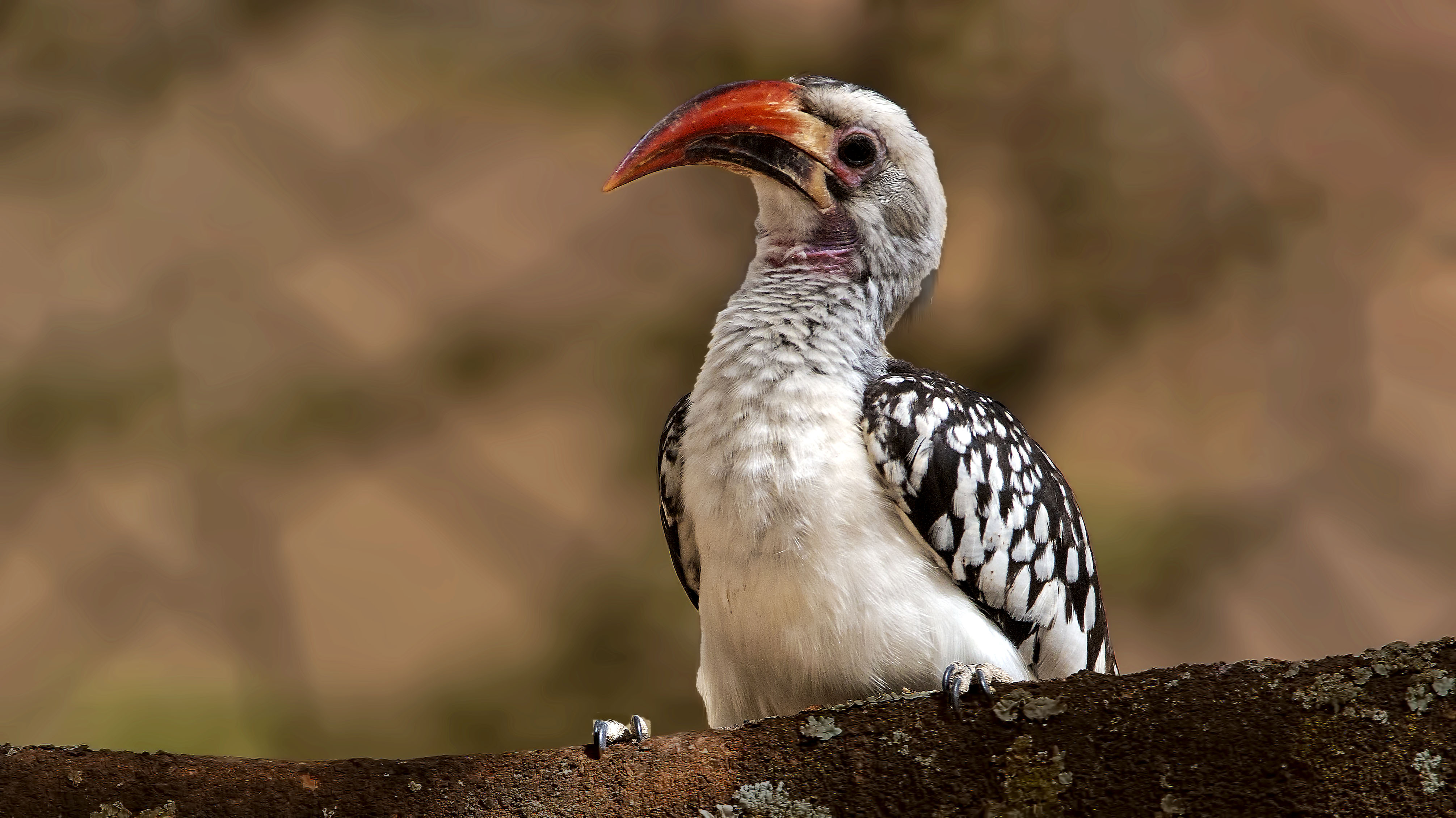 Northern Red-billed Hornbill