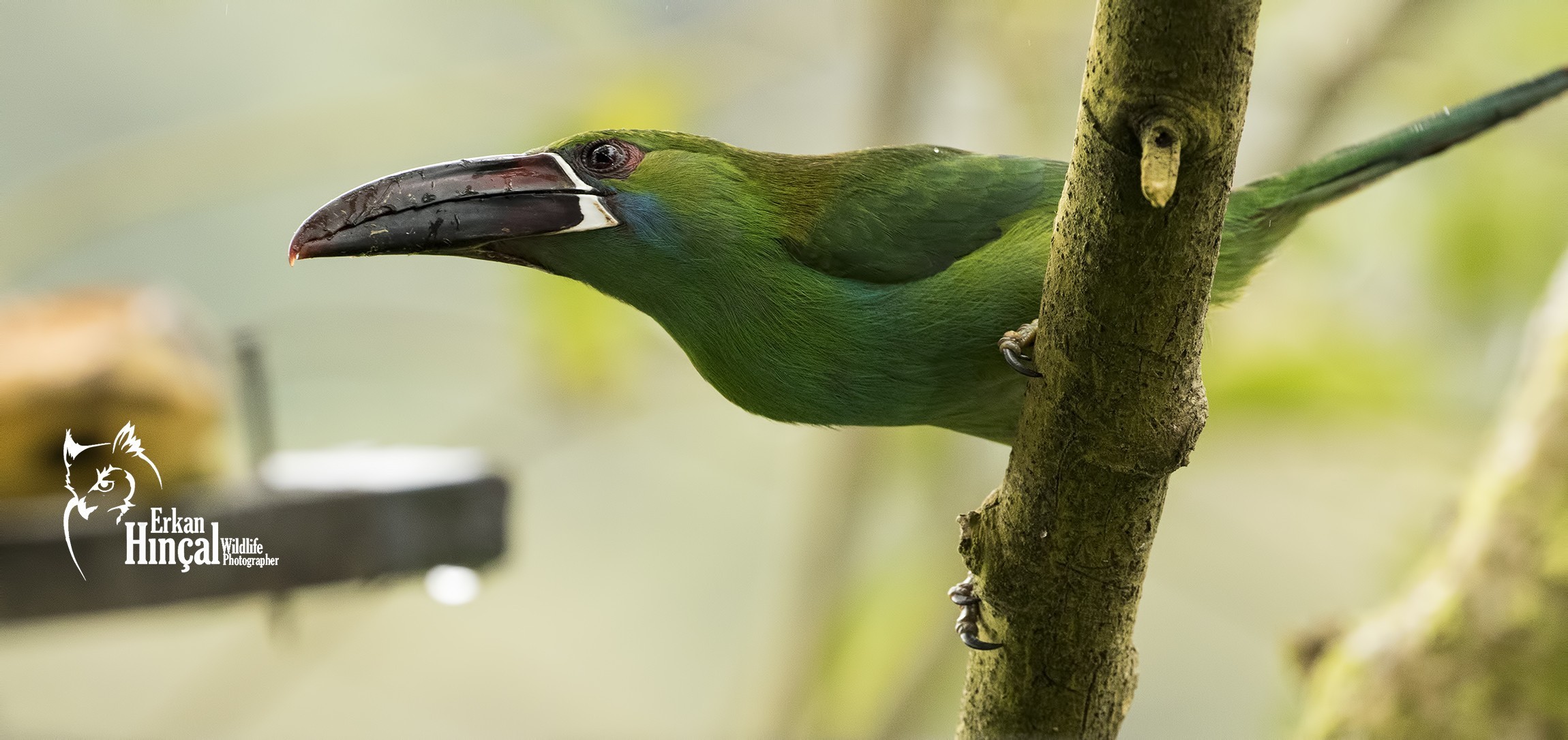 Crimson-rumped Toucanet — Ana fotoğraf