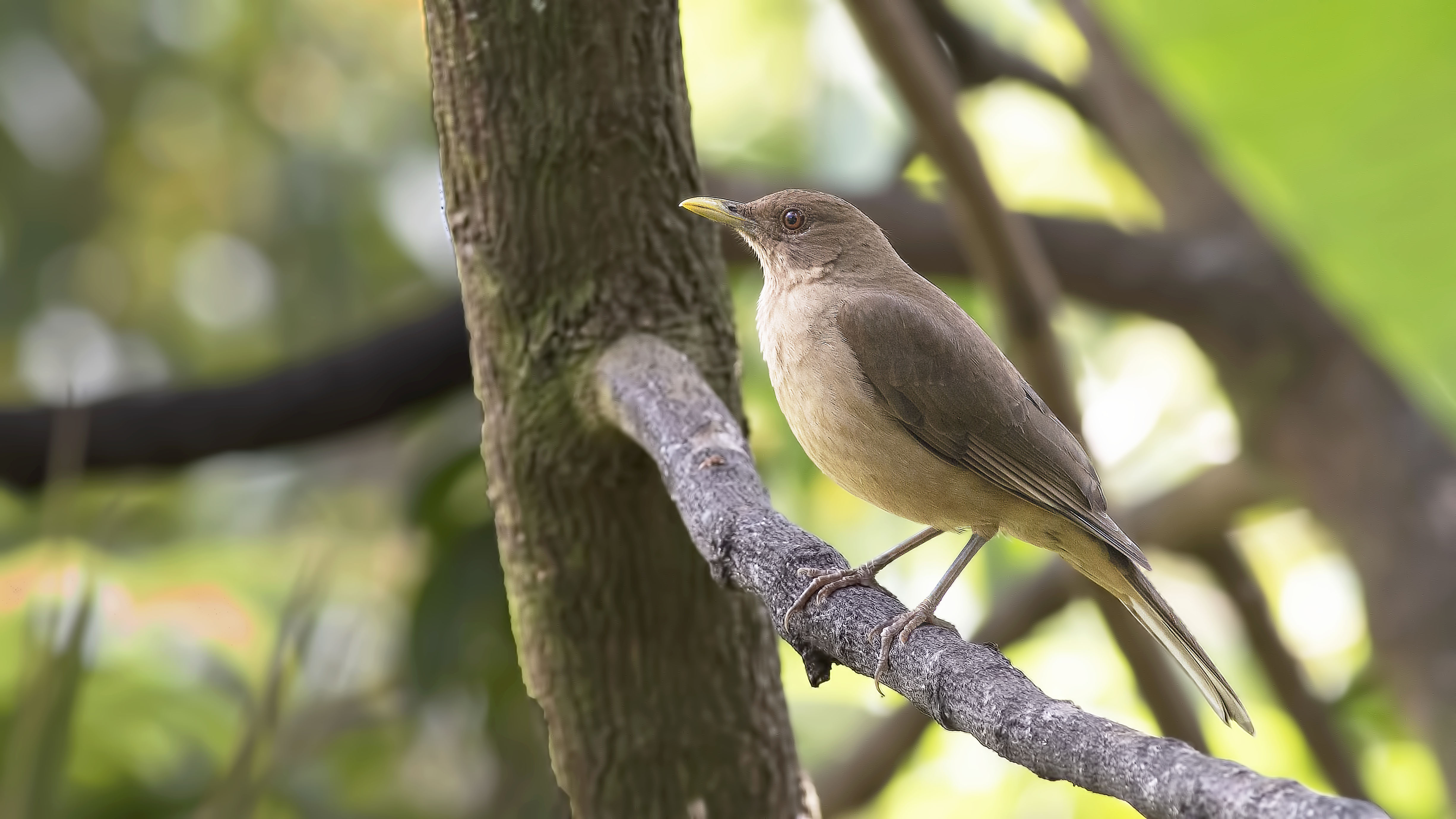 Clay-colored Thrush