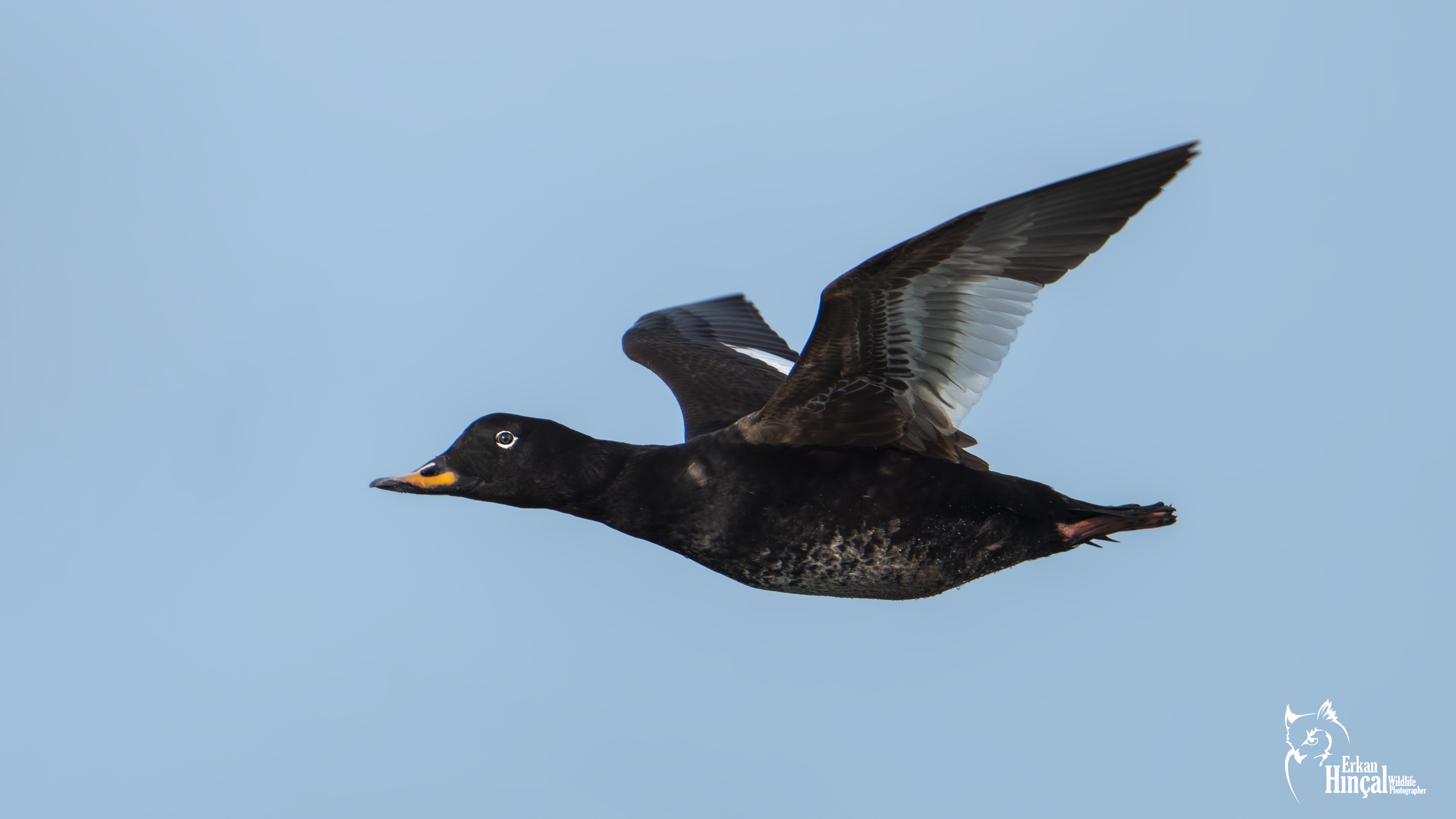 Velvet Scoter