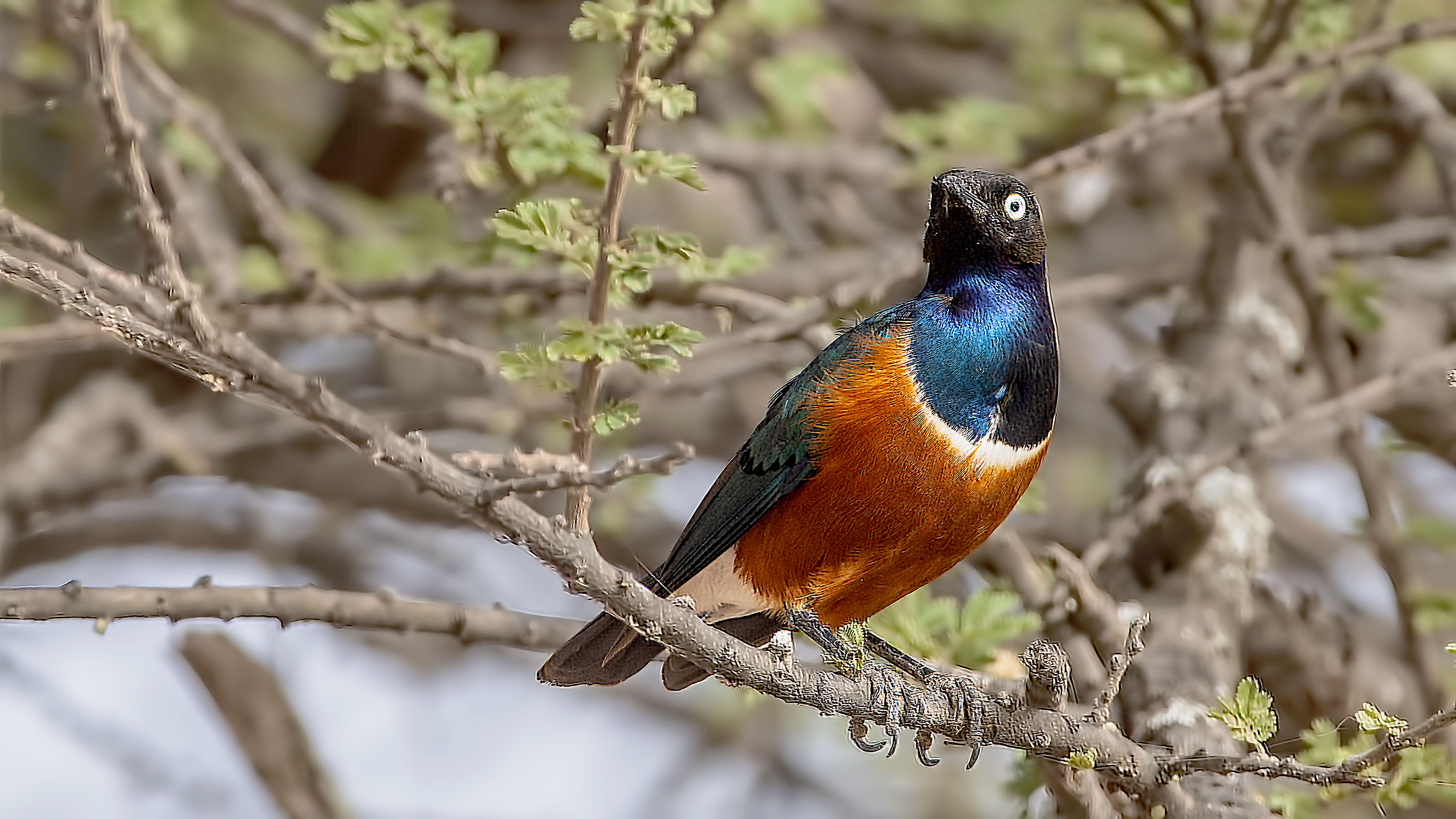 Superb Starling