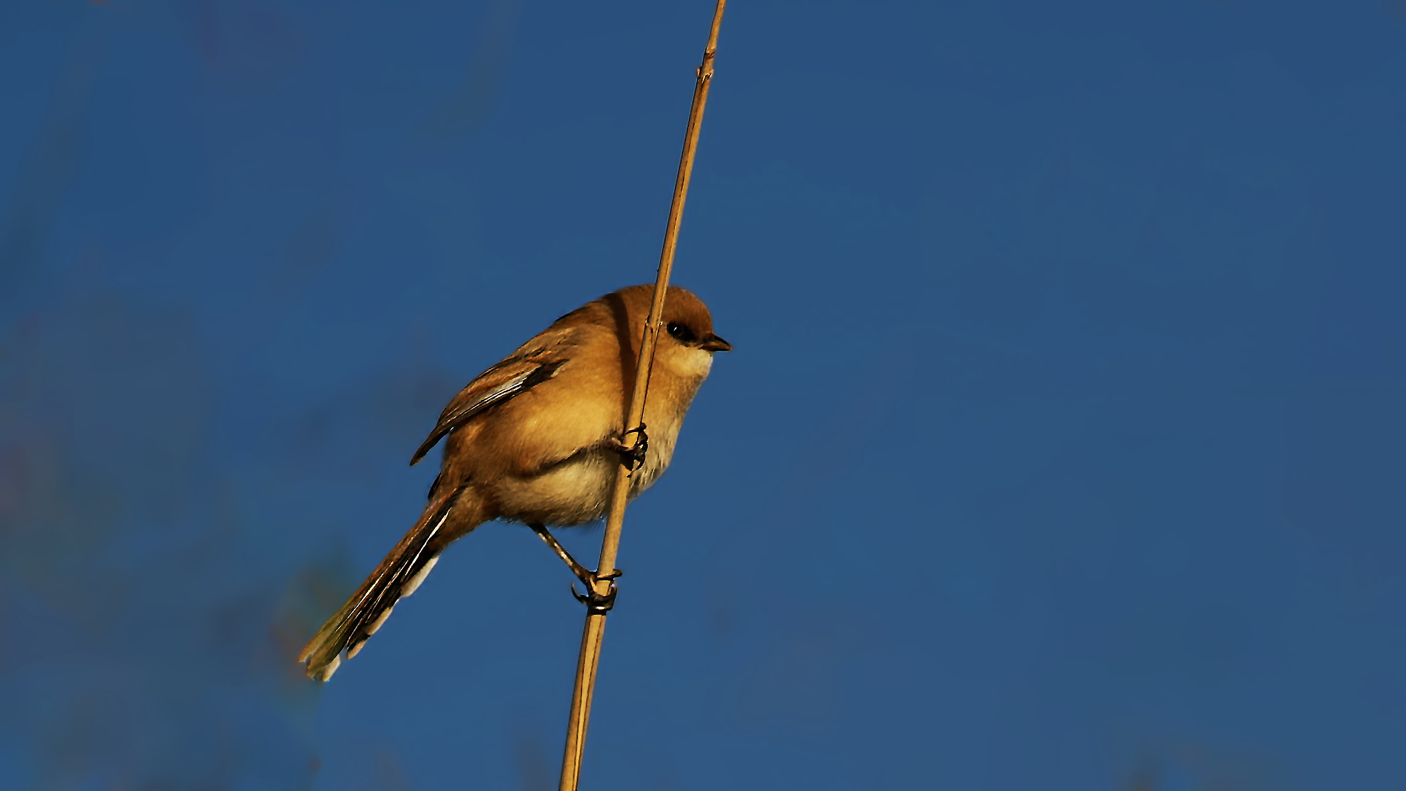 Bearded Reedling — Ana fotoğraf