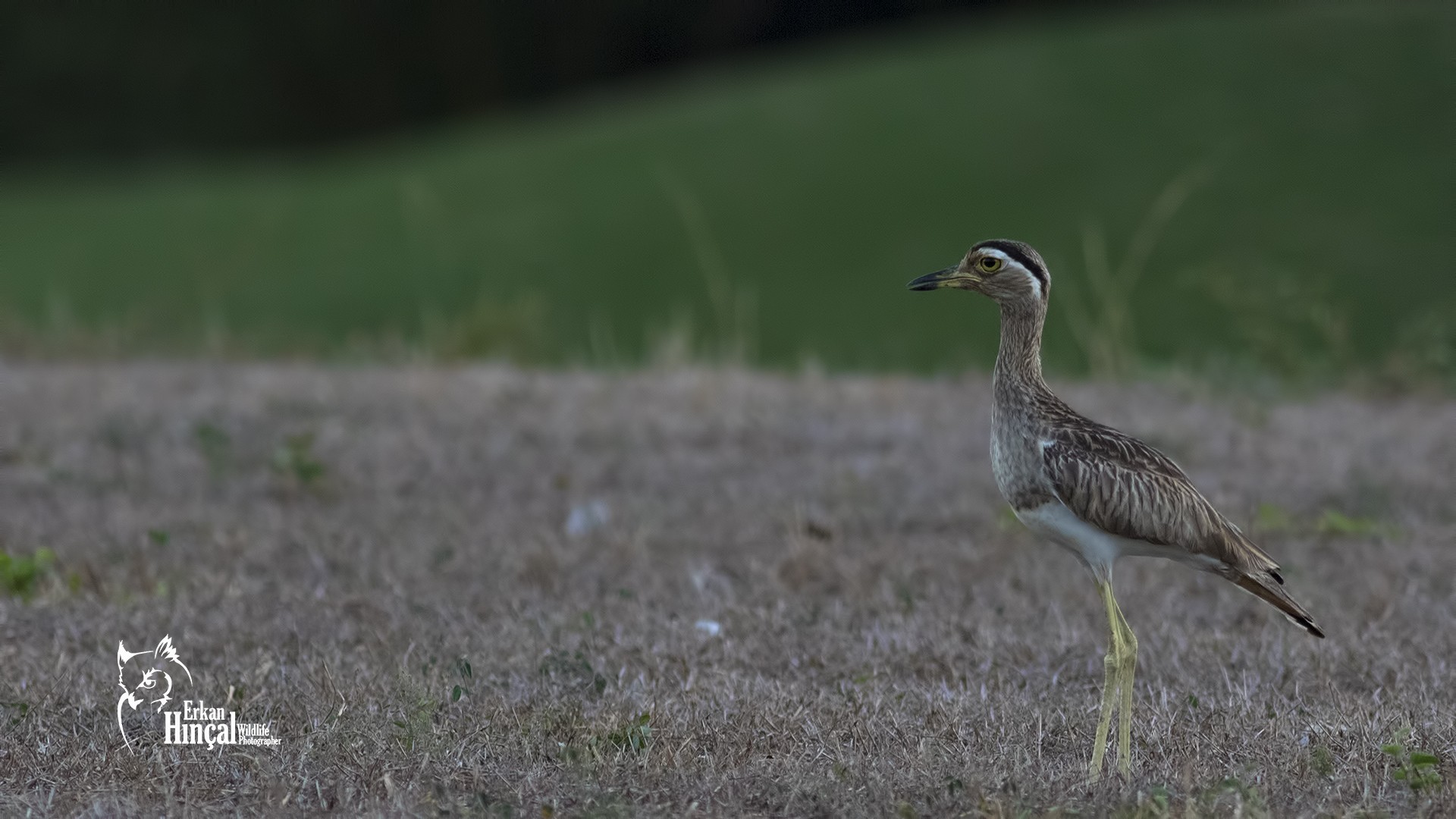 Double-striped Thick-knee — Ana fotoğraf