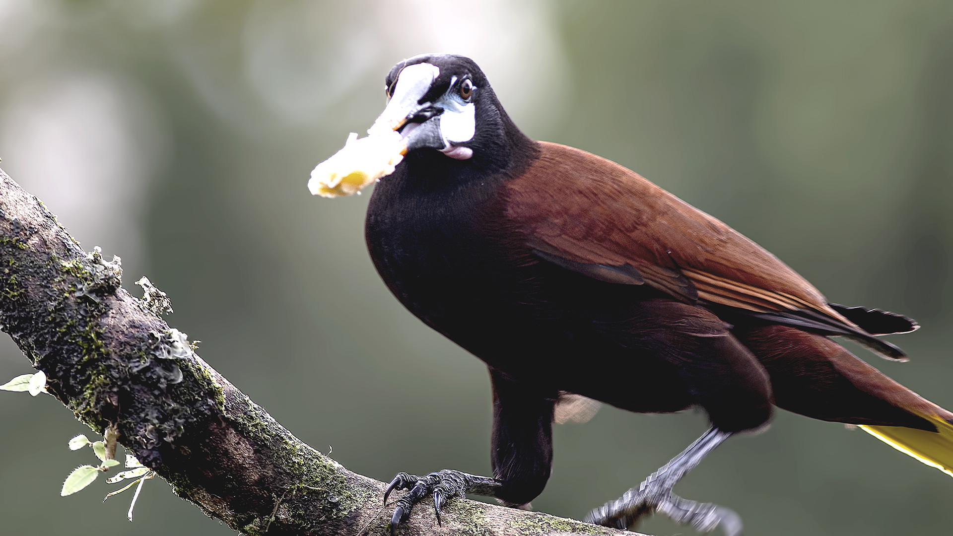 Montezuma Oropendola