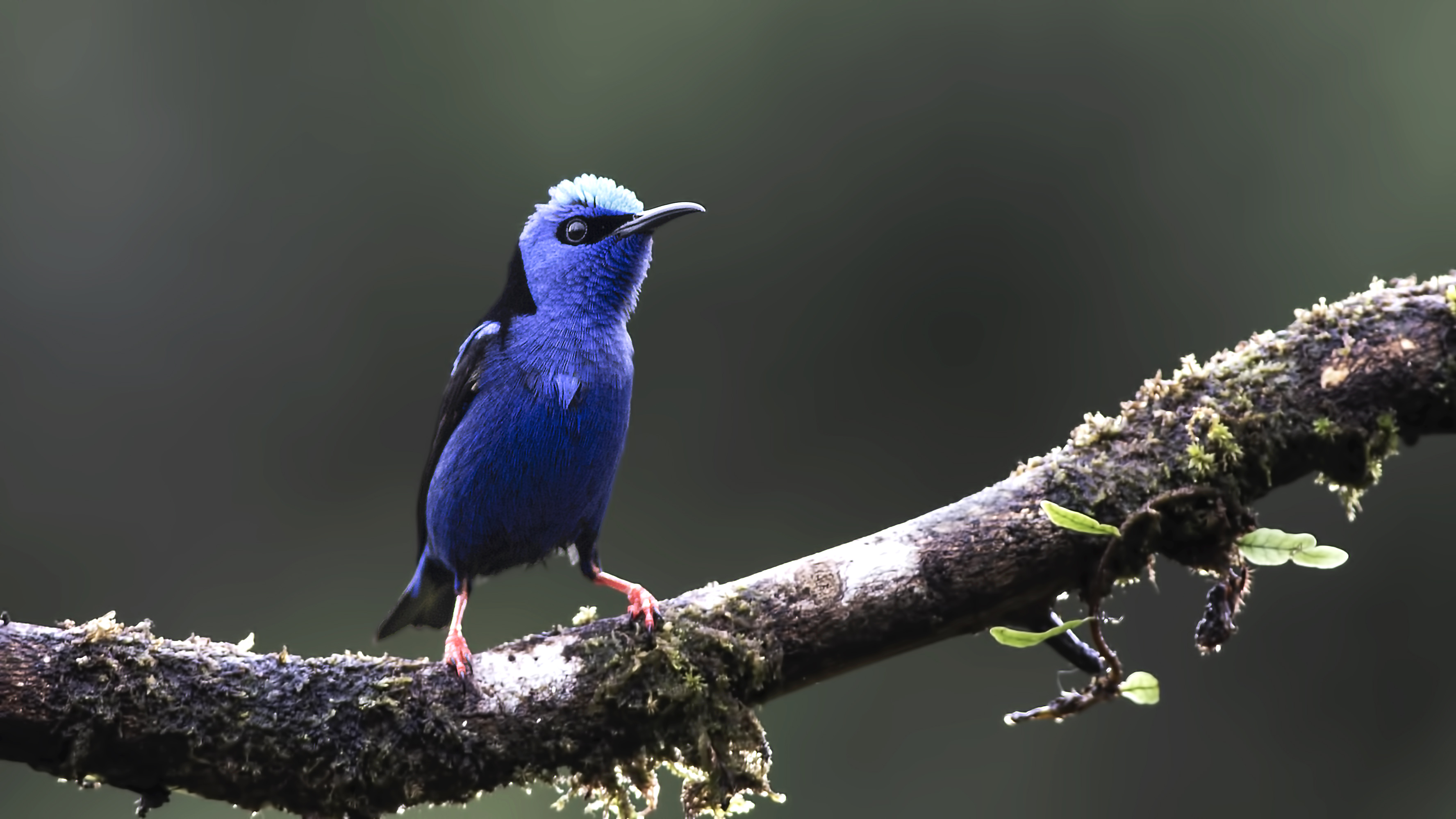 Red-legged Honeycreeper