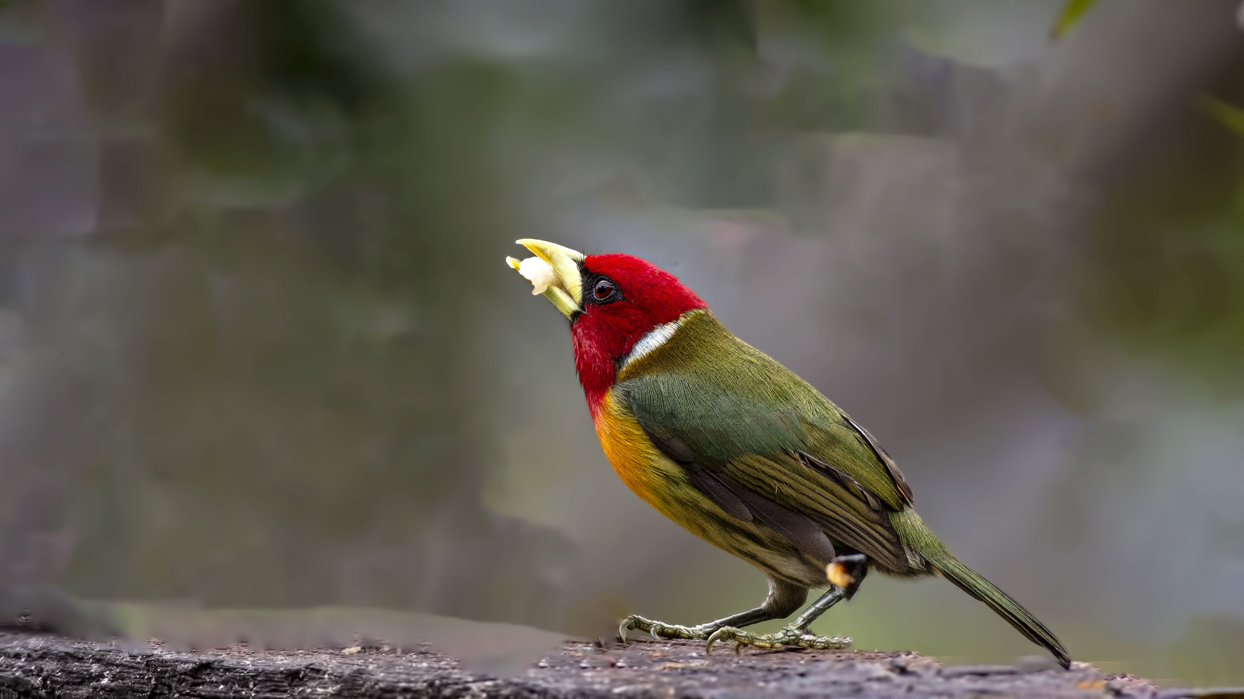 Red-headed Barbet