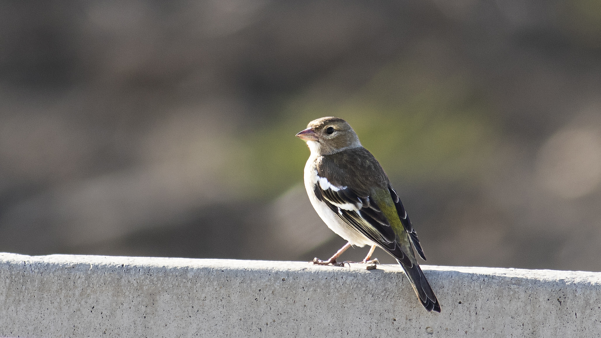 Common Chaffinch