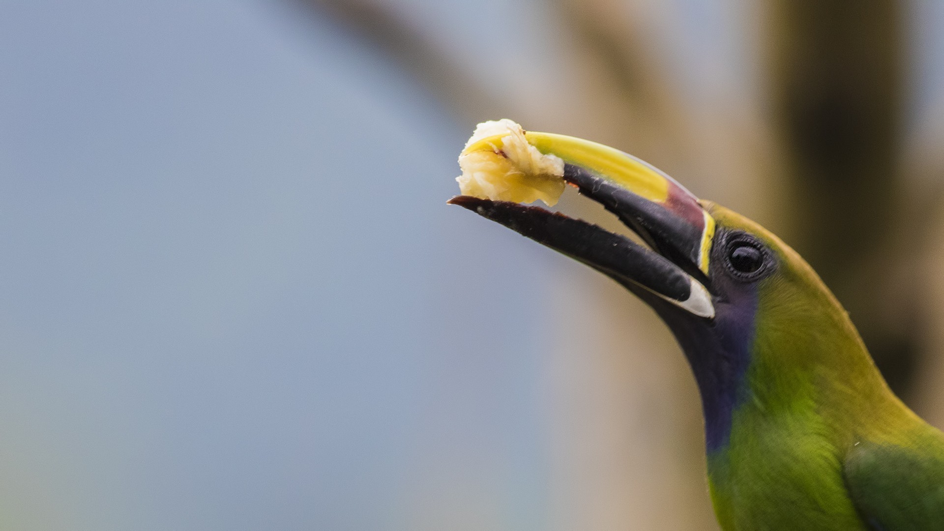 Emerald Toucanet — Ana fotoğraf