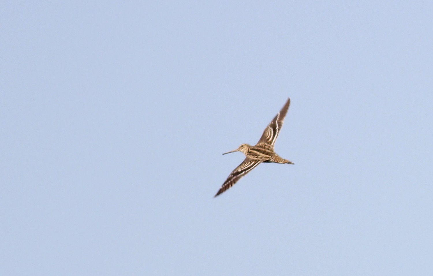 Great Snipe