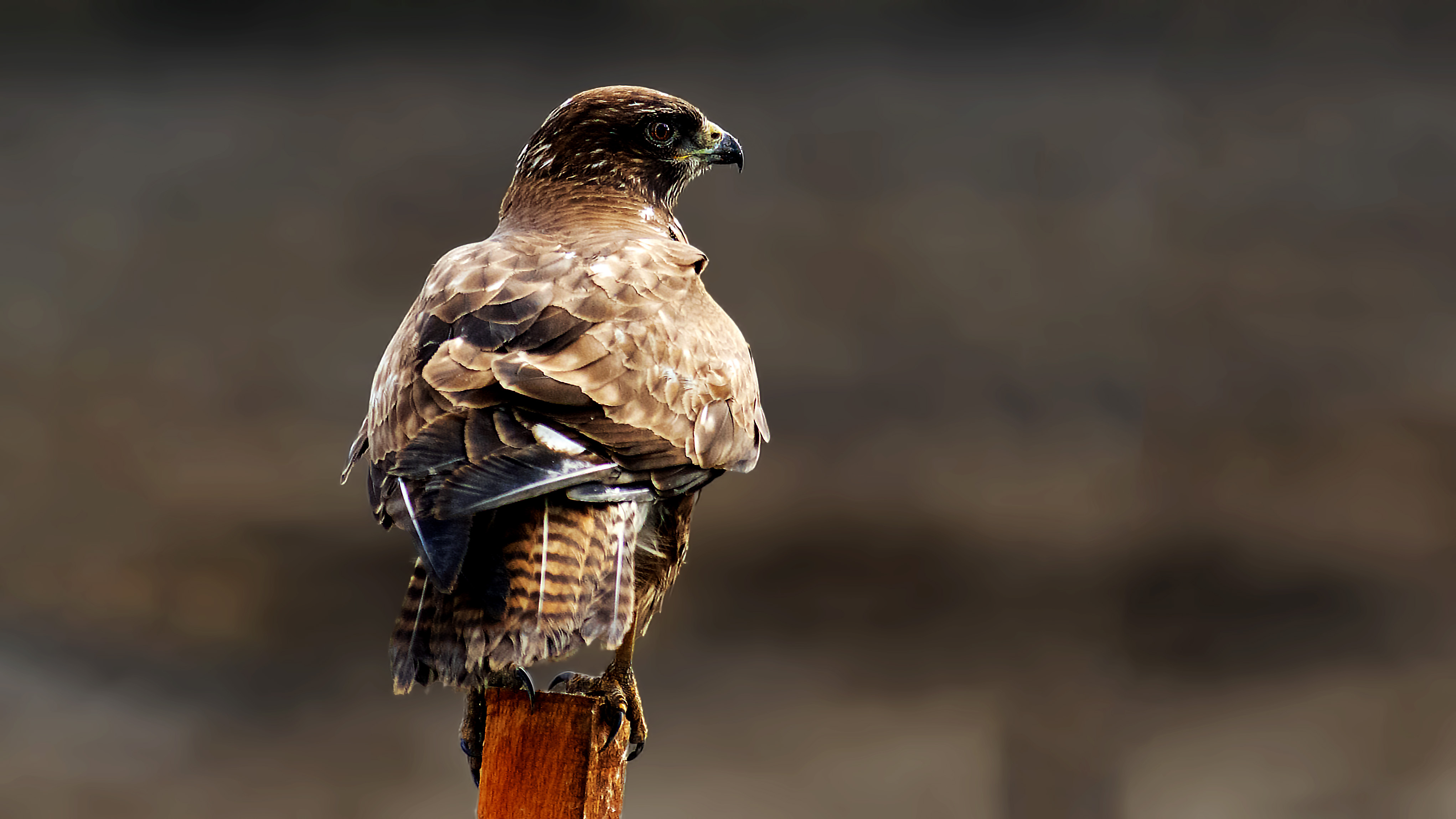 Common Buzzard — Ana fotoğraf