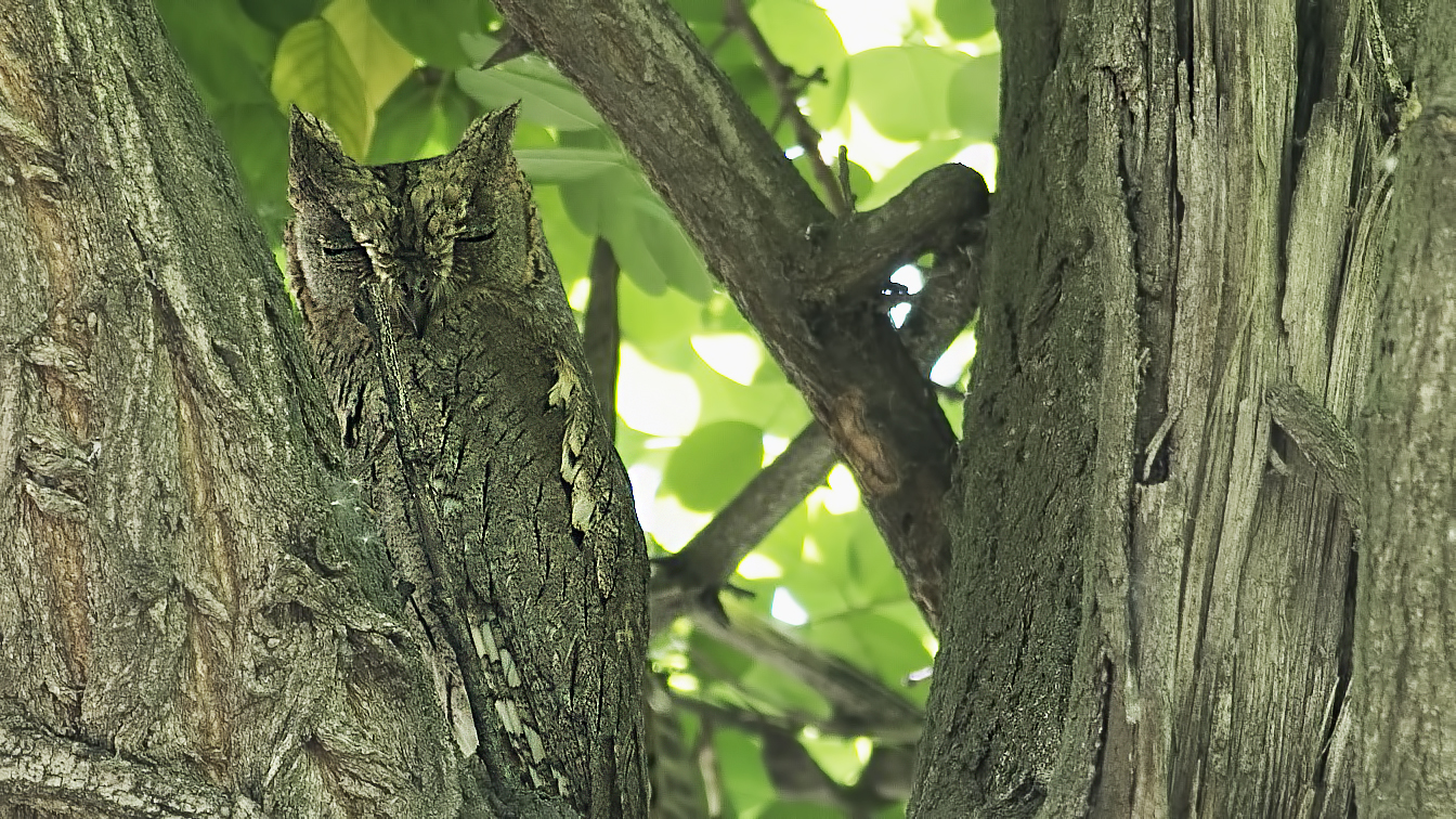 Pallid Scops-Owl — Ana fotoğraf