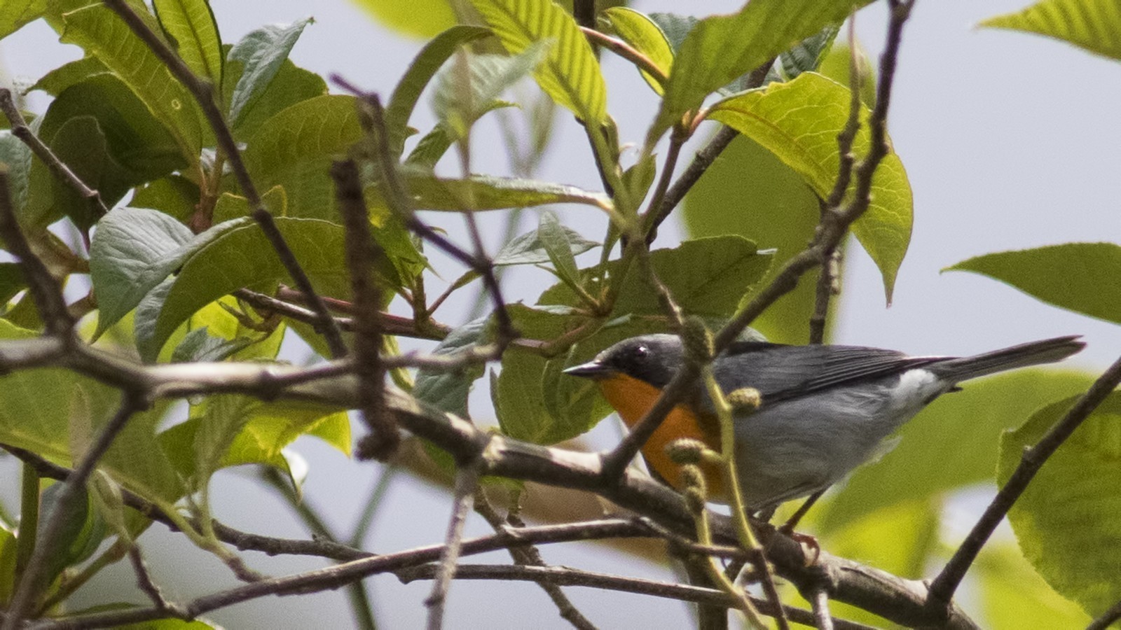 Flame-throated Warbler — Ana fotoğraf
