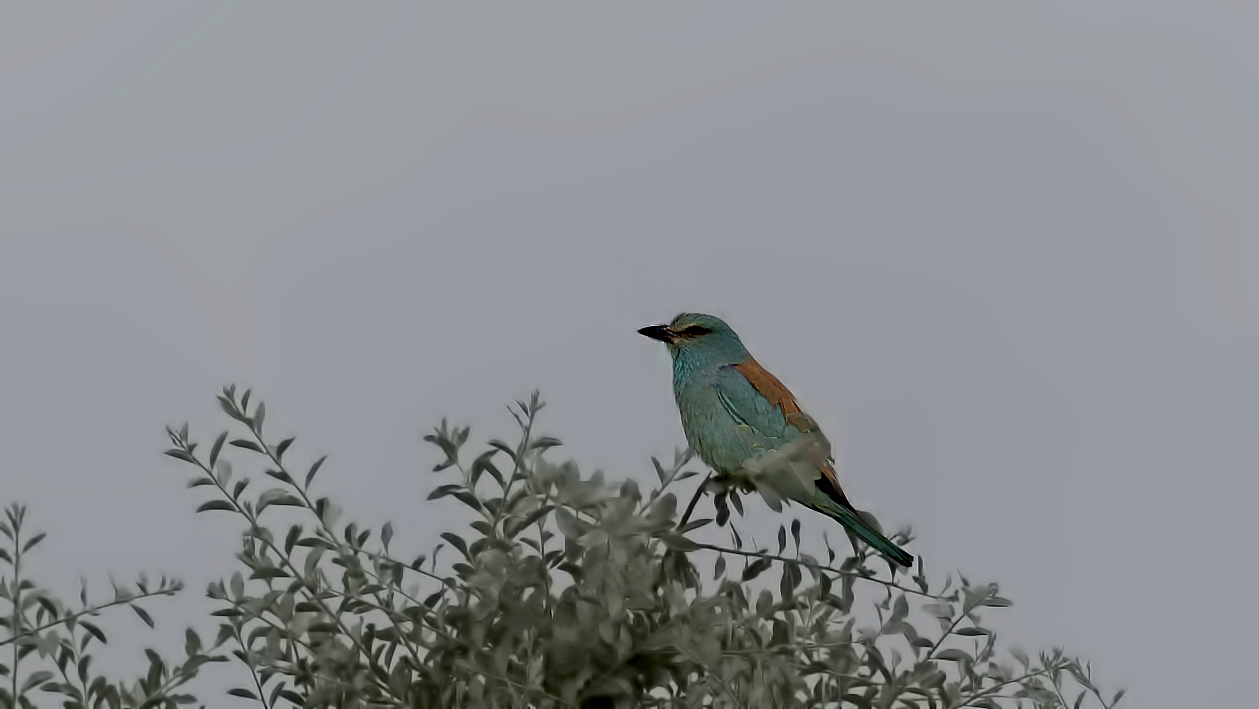 European Roller — Ana fotoğraf