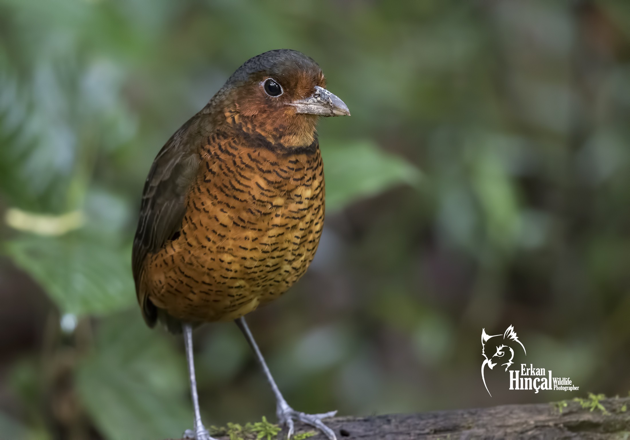 Giant Antpitta — Ana fotoğraf