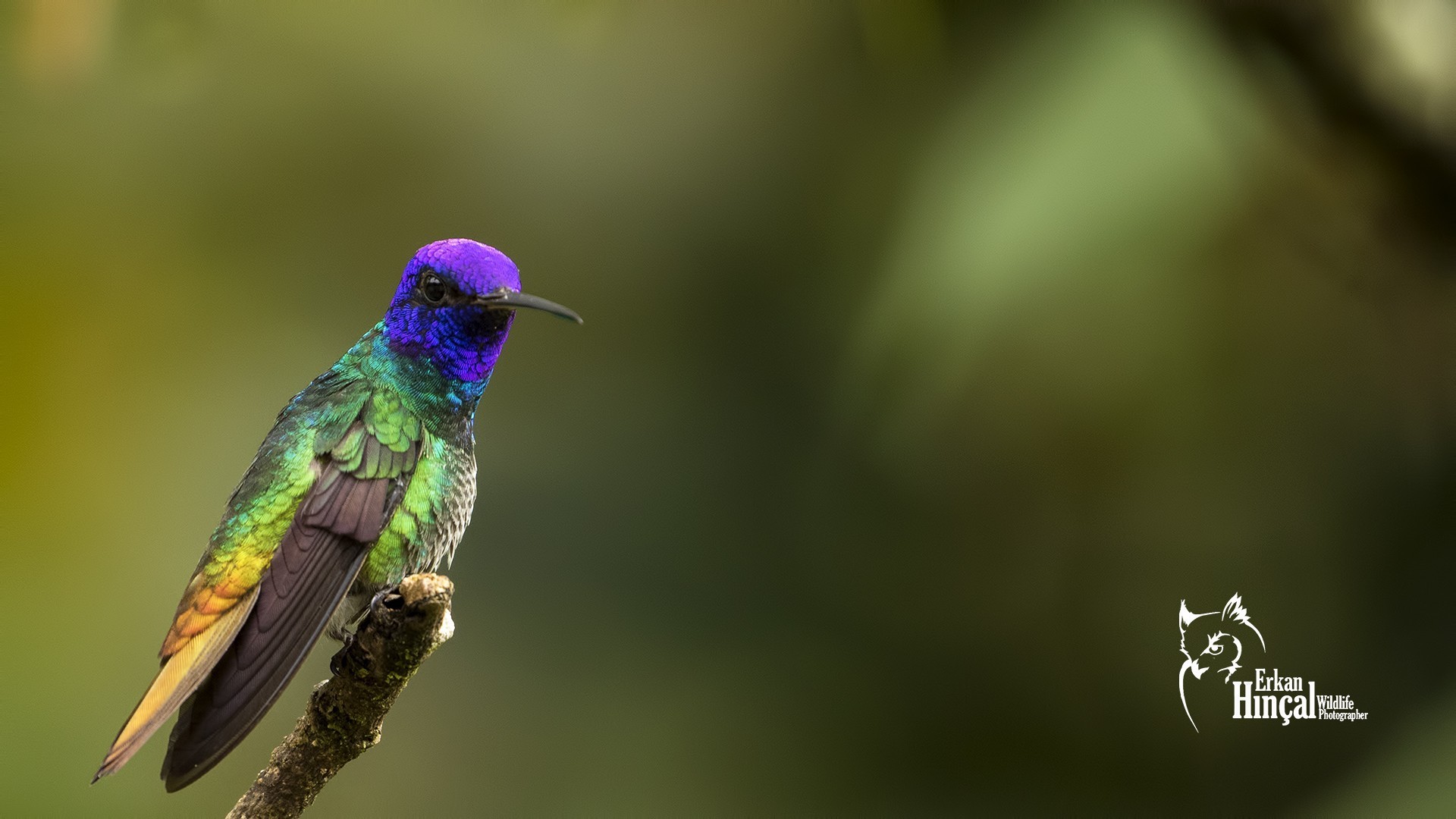 Golden-tailed Sapphire — Ana fotoğraf