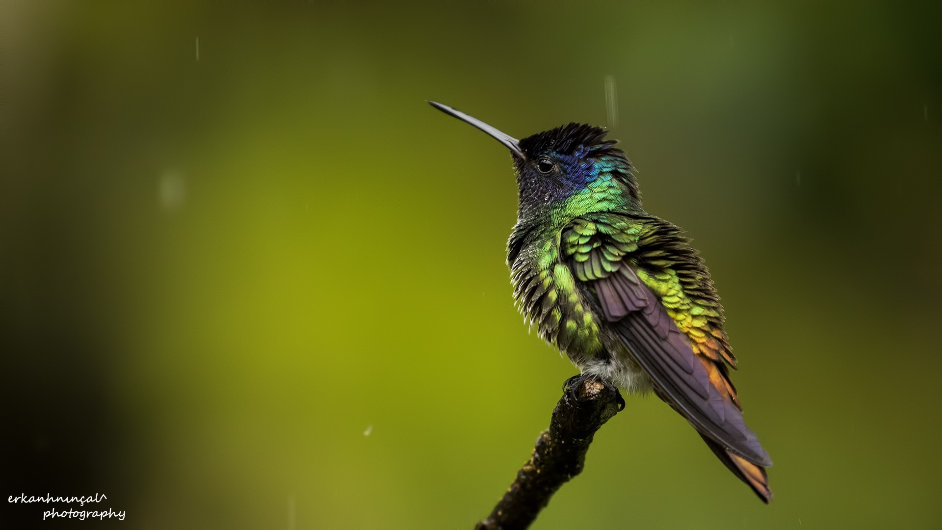 Golden-tailed Sapphire — Ana fotoğraf