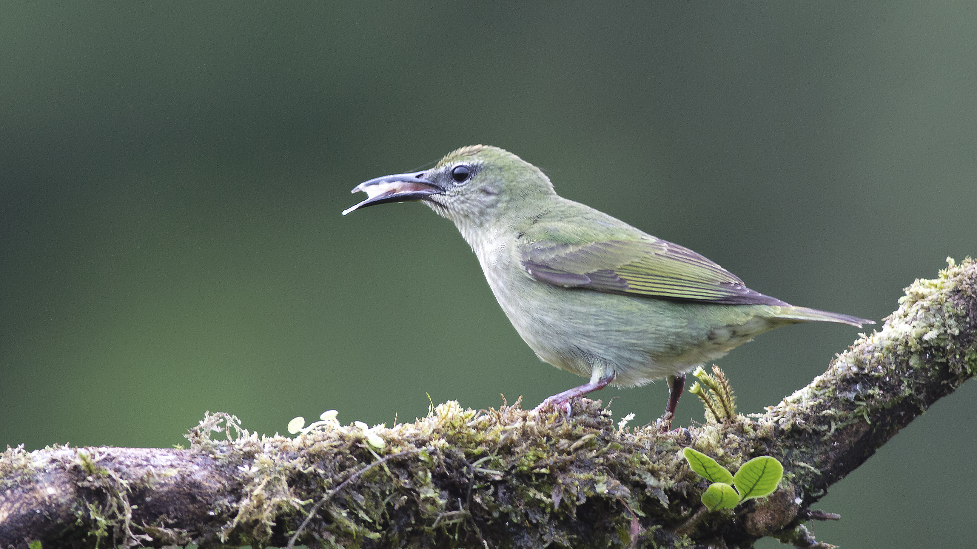 Palm Tanager