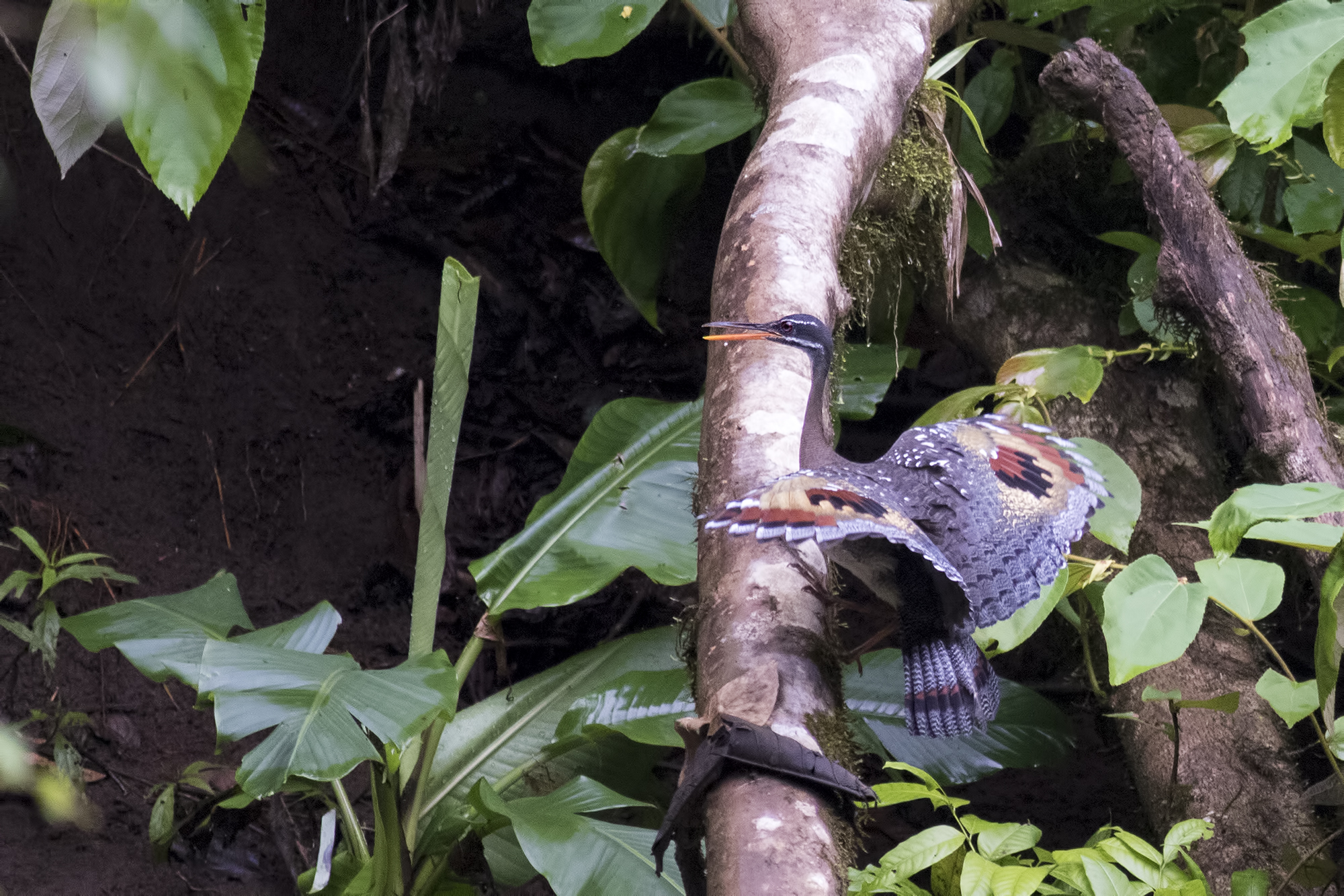 Sunbittern