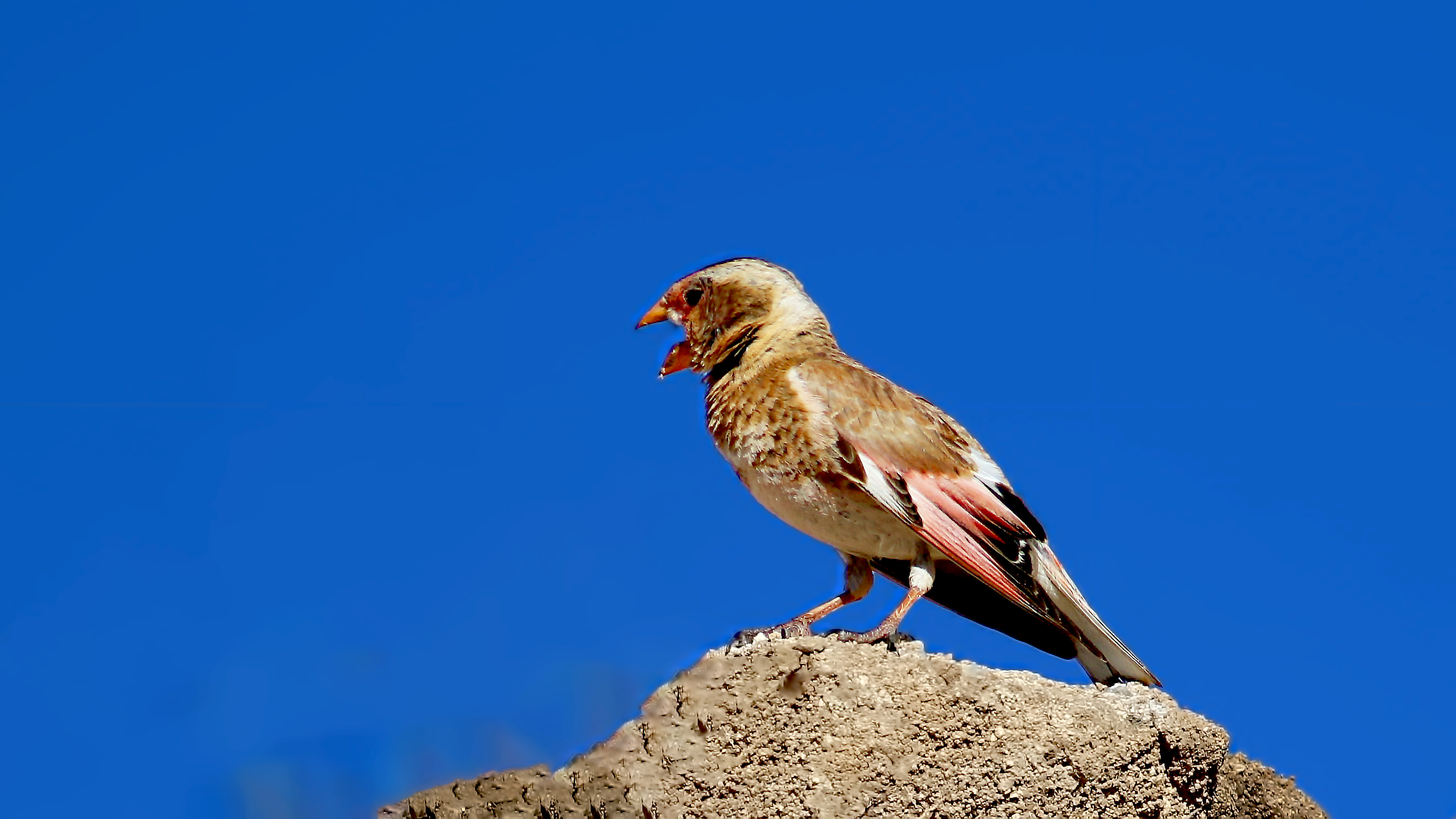 Crimson-winged Finch