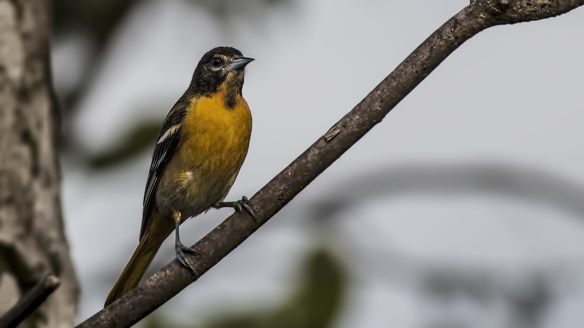 Baltimore Oriole