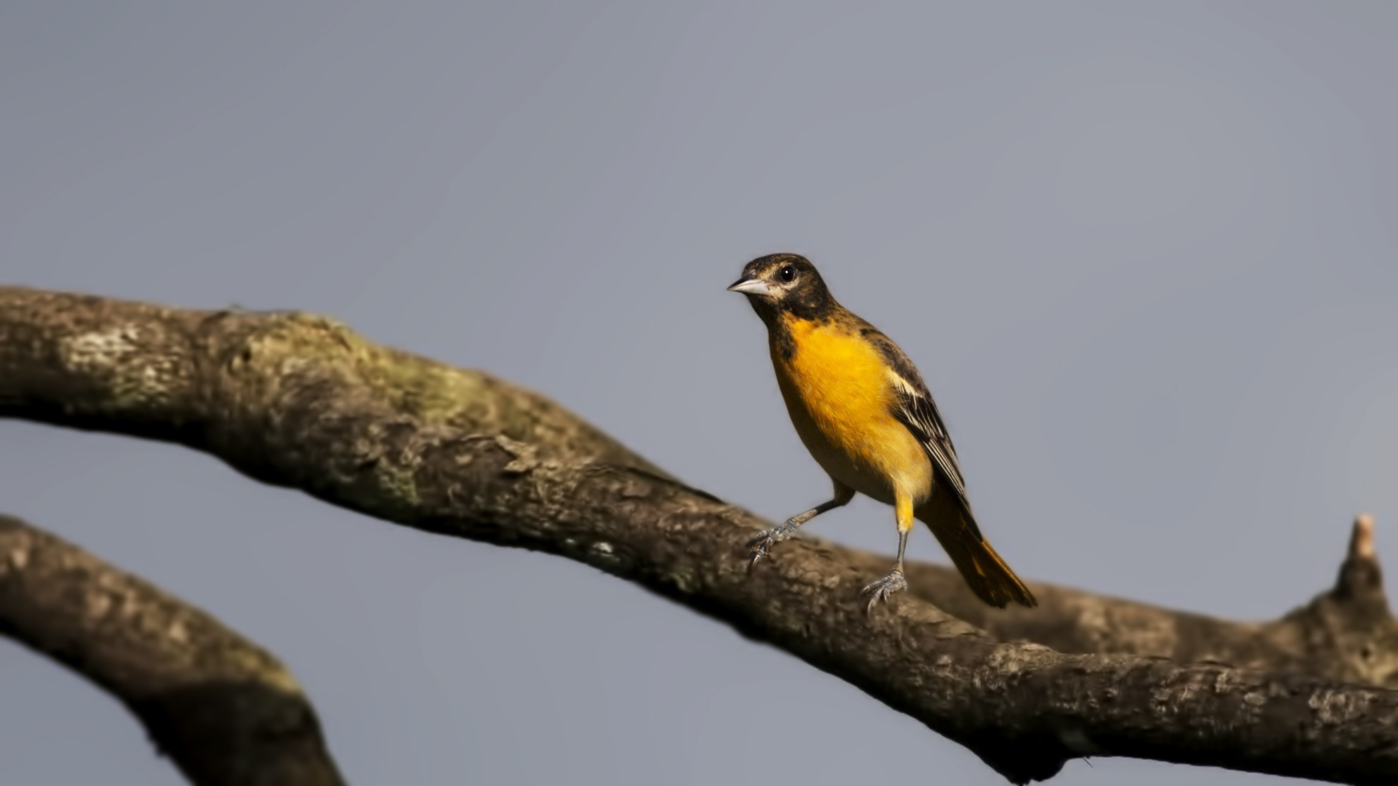 Baltimore Oriole — Ana fotoğraf