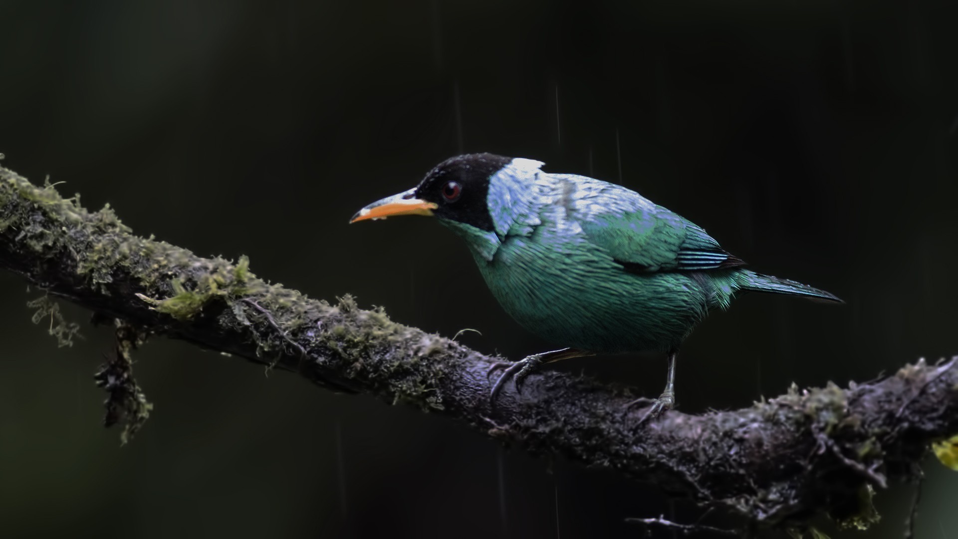 Green Honeycreeper — Ana fotoğraf