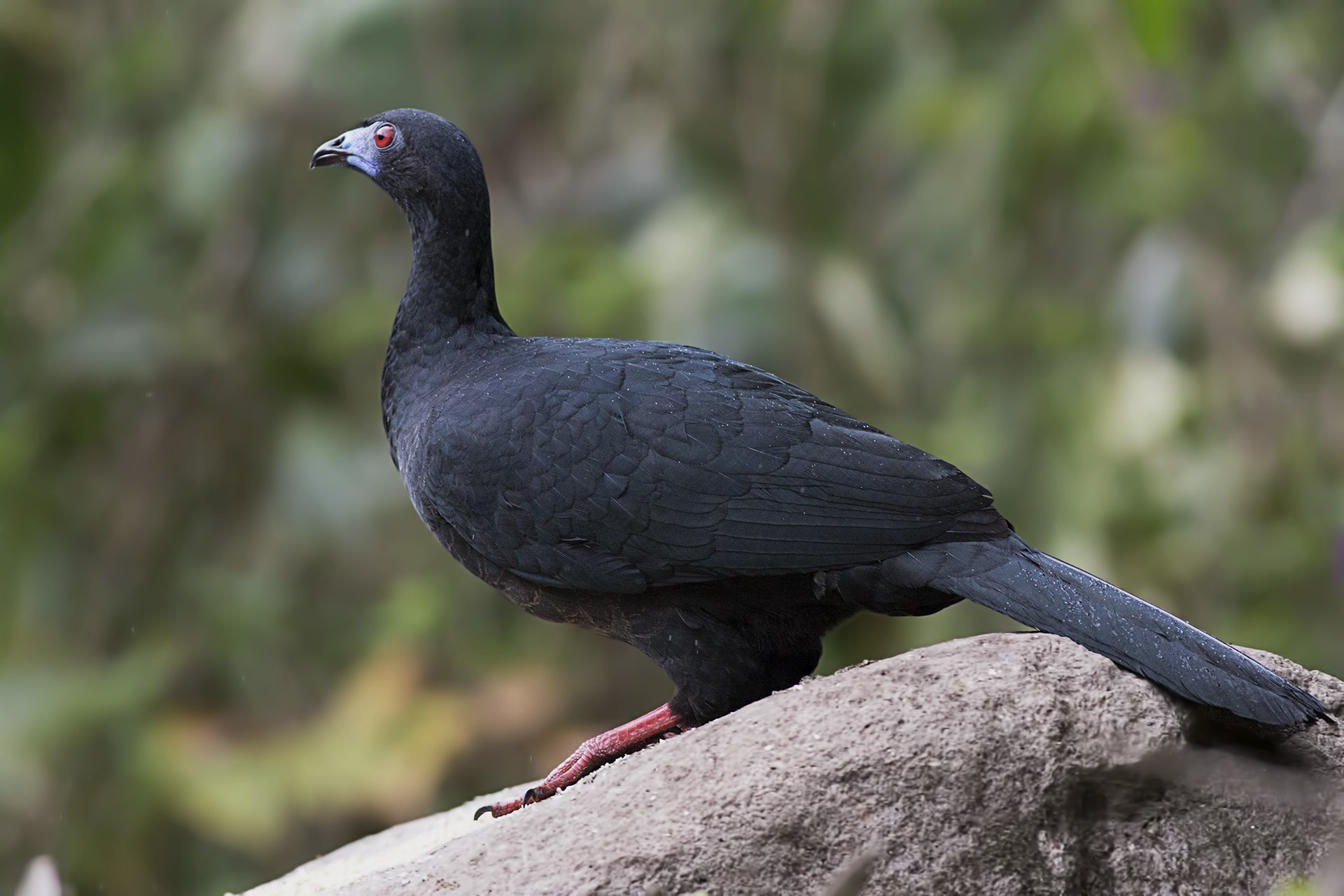 Black Guan — Ana fotoğraf