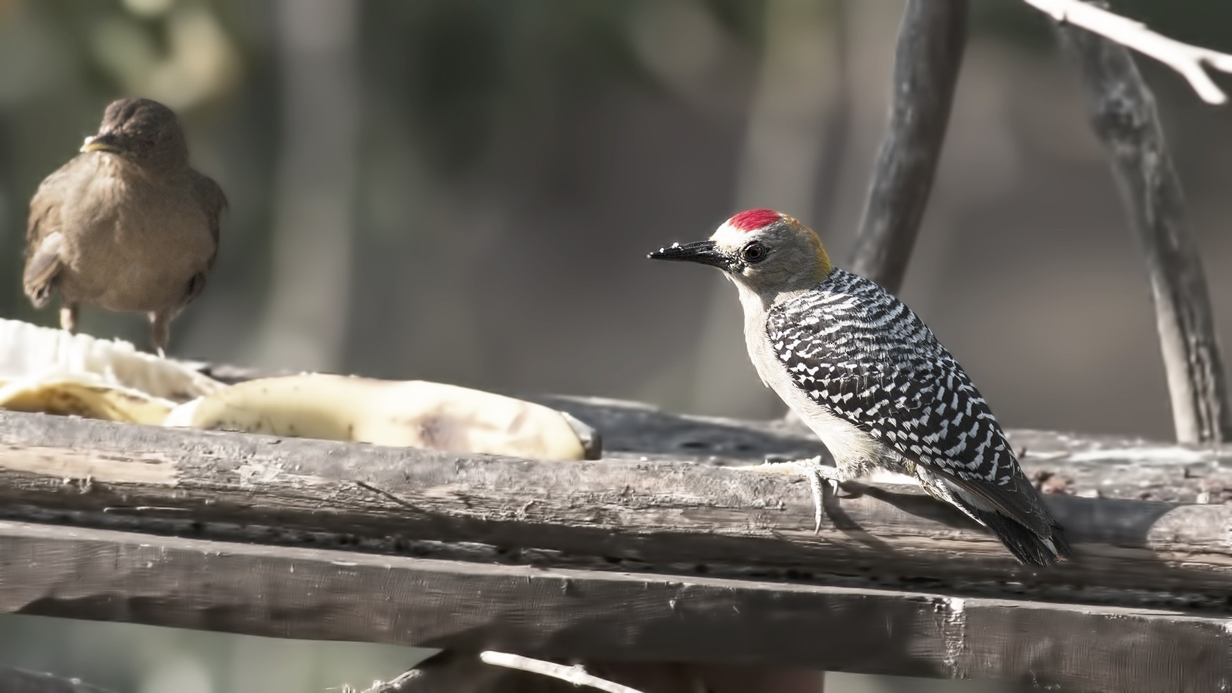 Hoffmann's Woodpecker — Ana fotoğraf