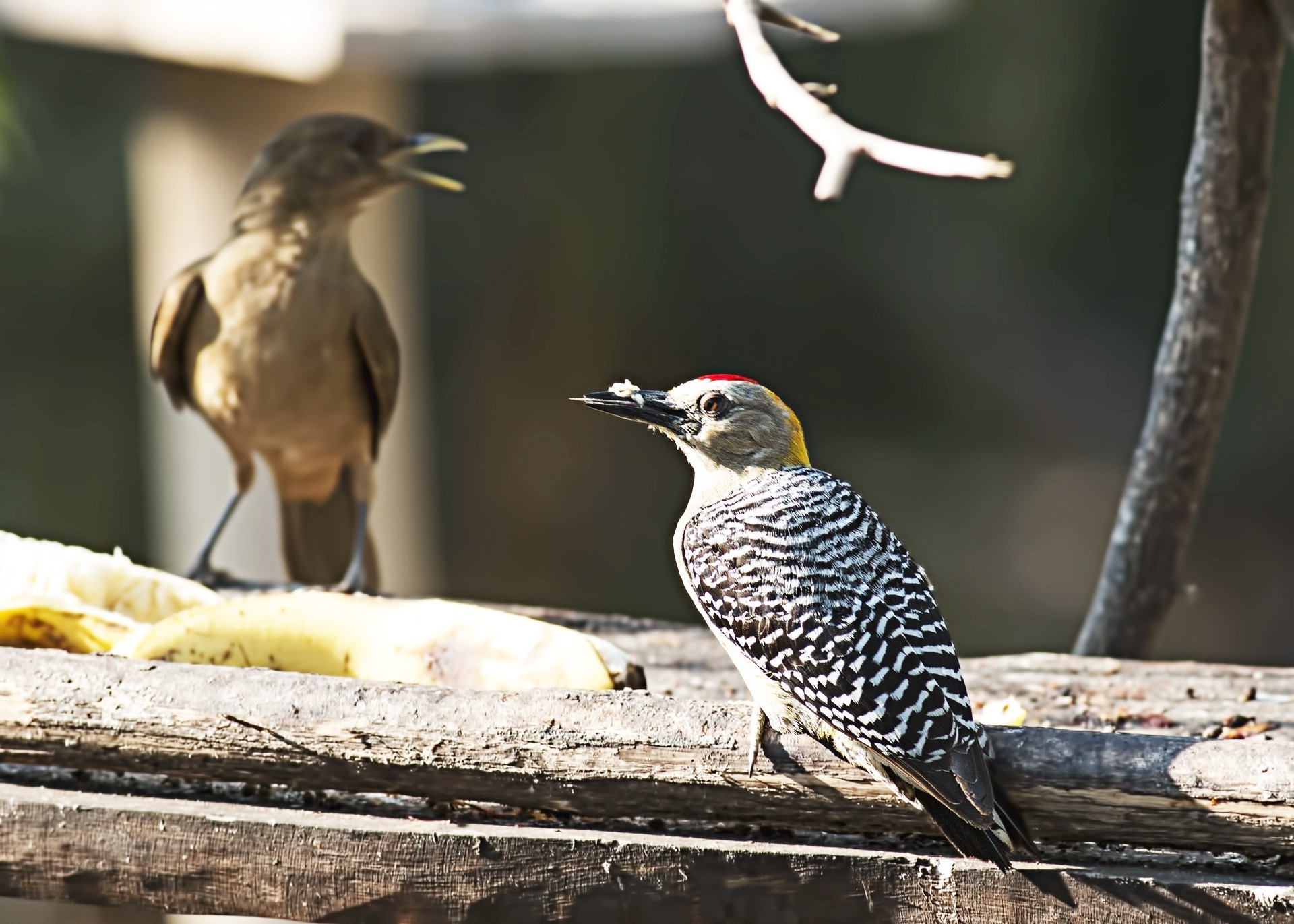 Hoffmann's Woodpecker — Ana fotoğraf
