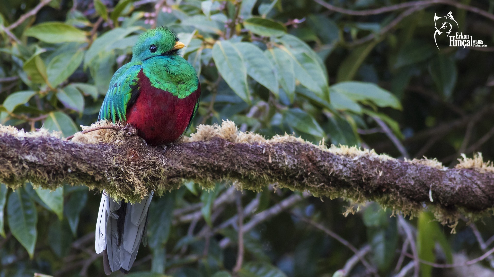 Resplendent Quetzal — Ana fotoğraf