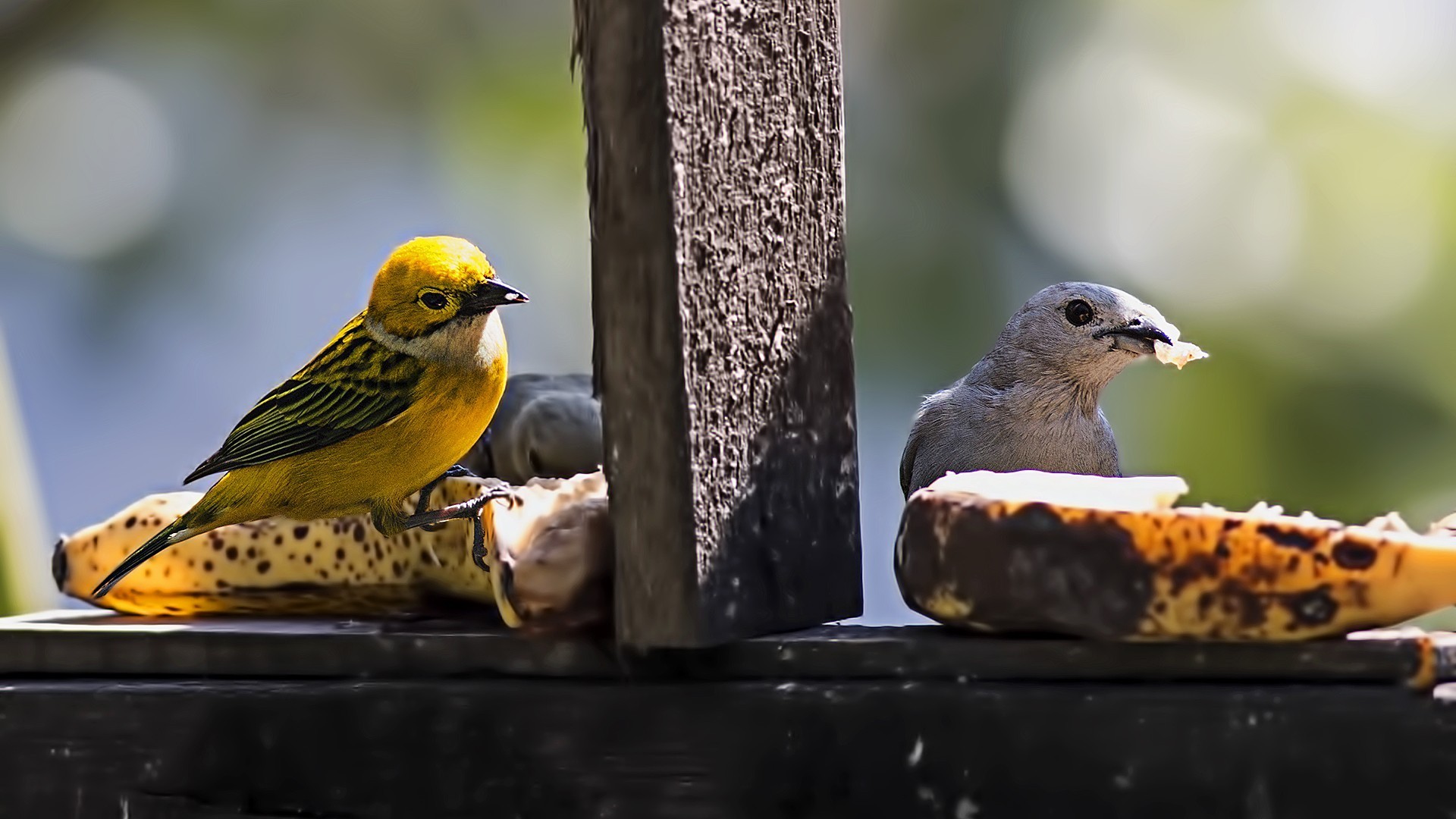 Silver-throated Tanager — Ana fotoğraf