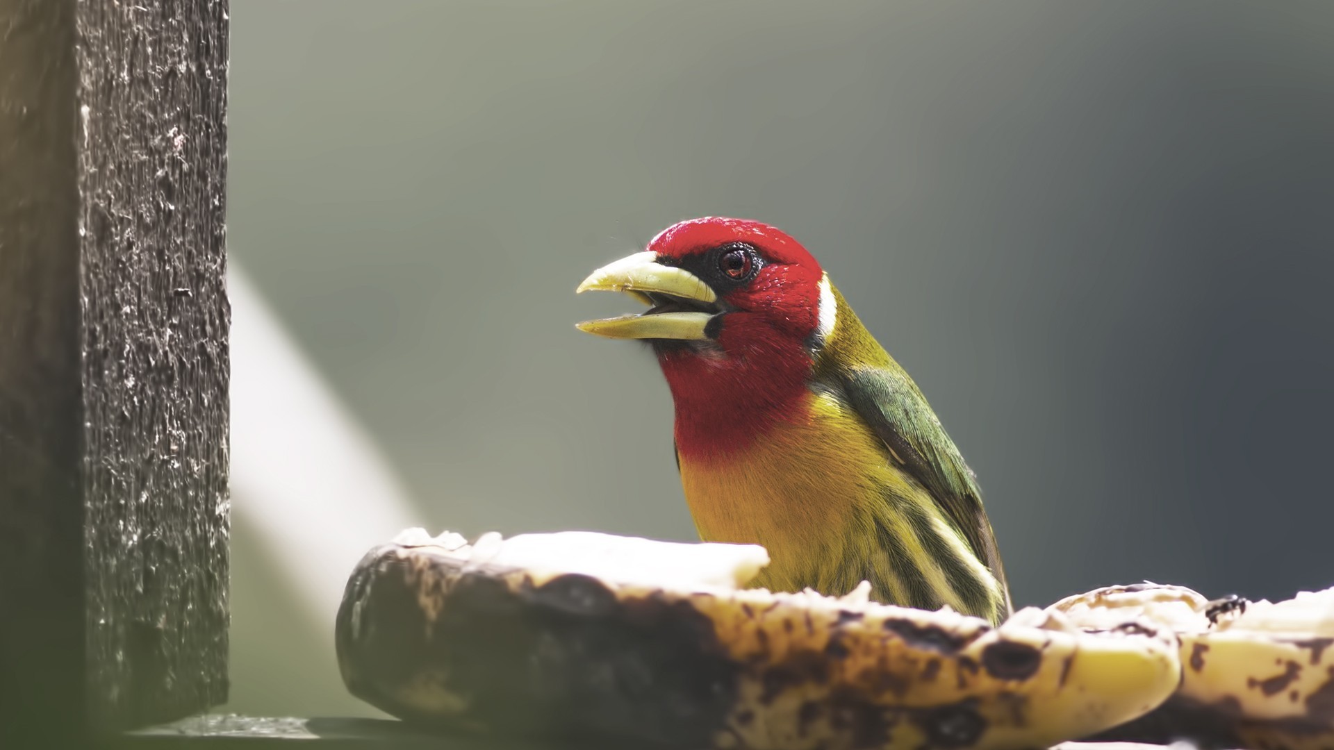 Red-headed Barbet — Ana fotoğraf