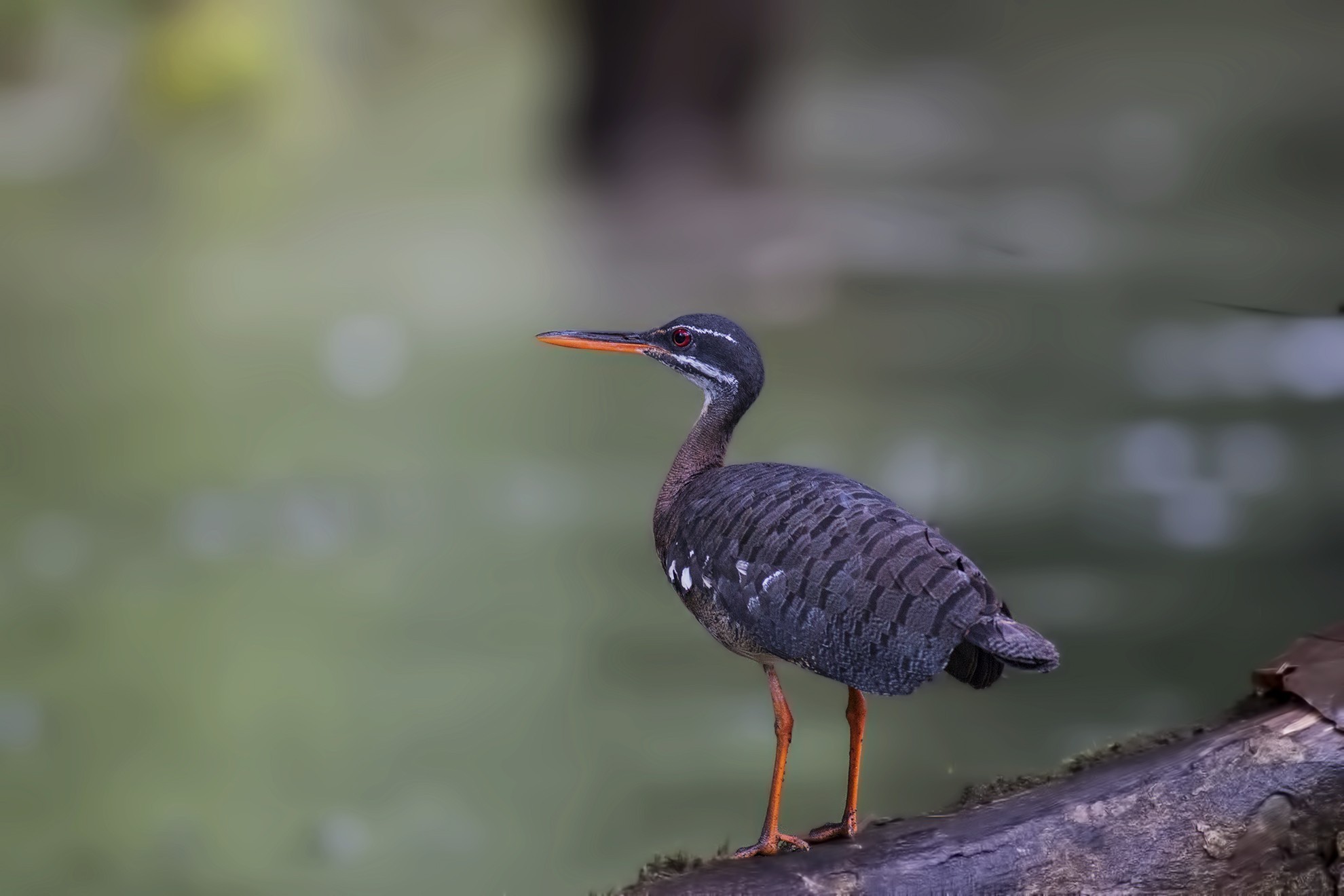 Green Heron