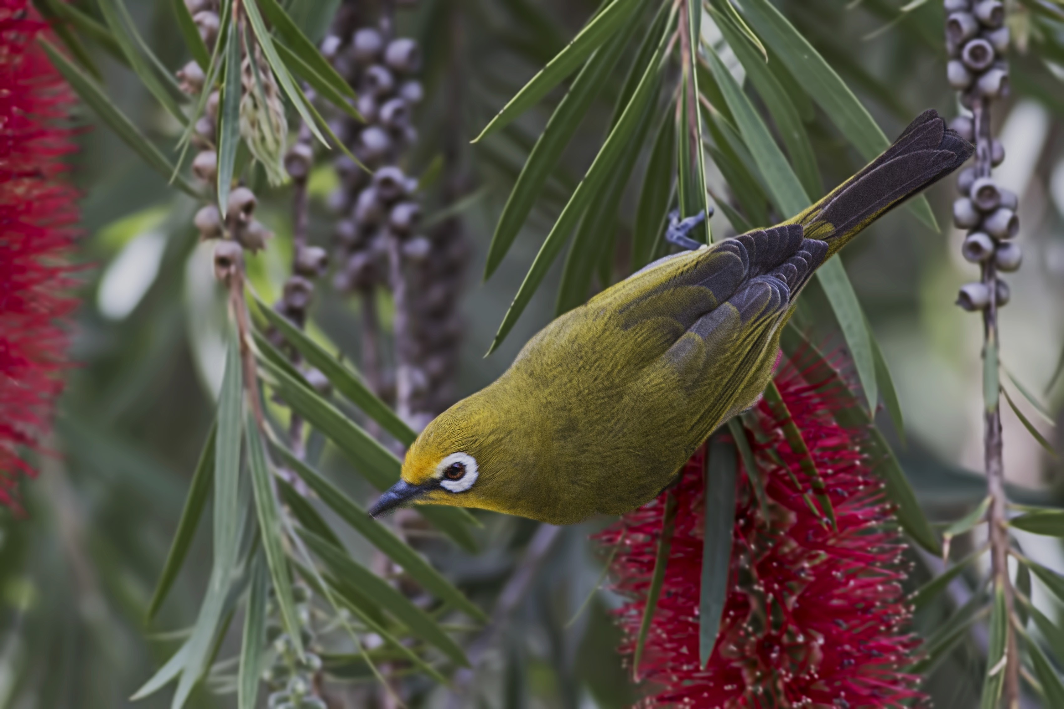 Abyssinian White-eye
