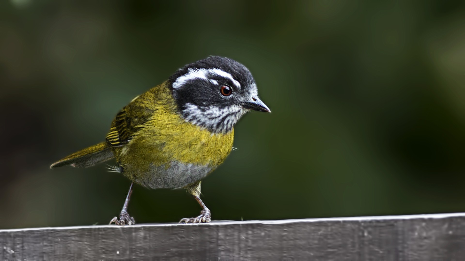 Orange-billed Sparrow