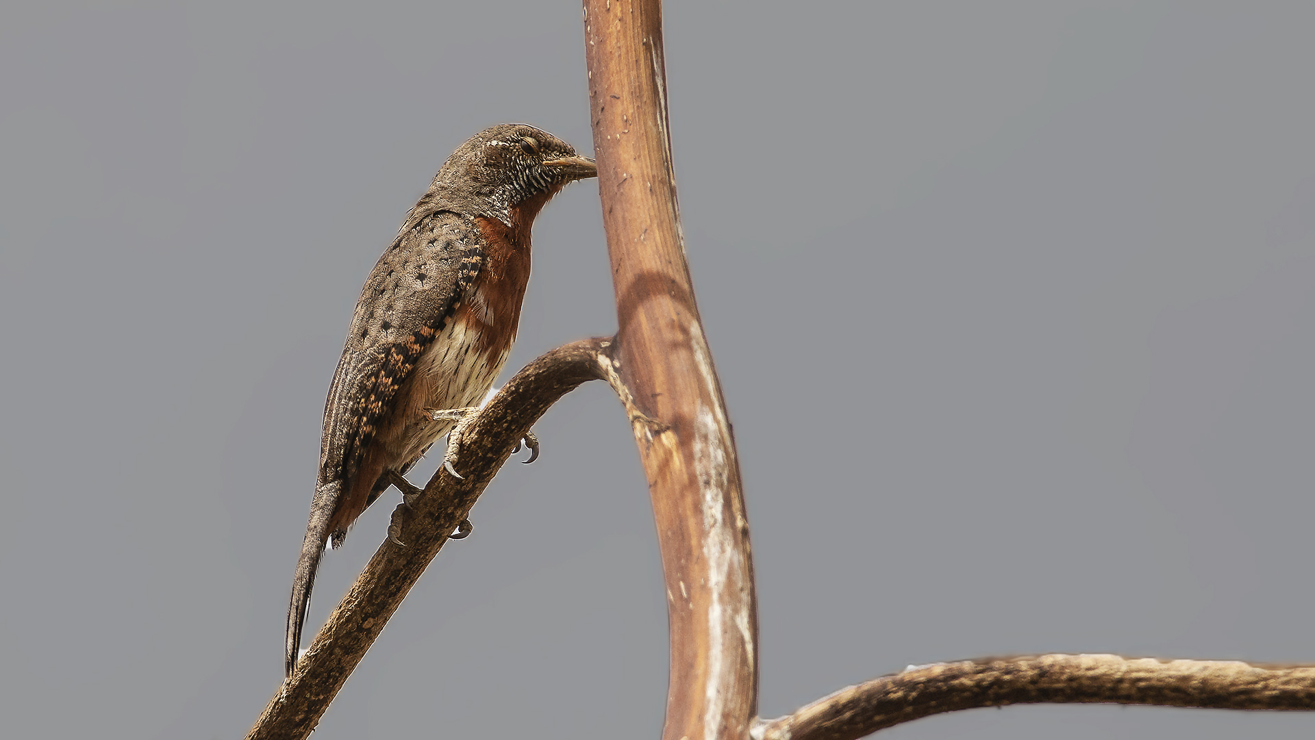 Rufous-necked Wryneck