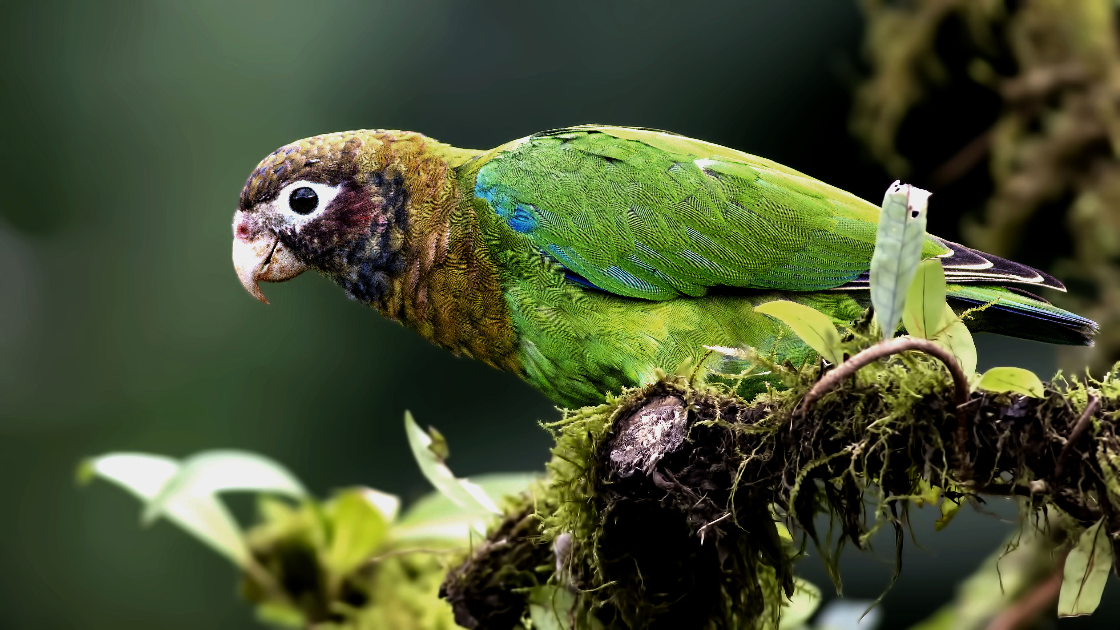 Brown-hooded Parrot
