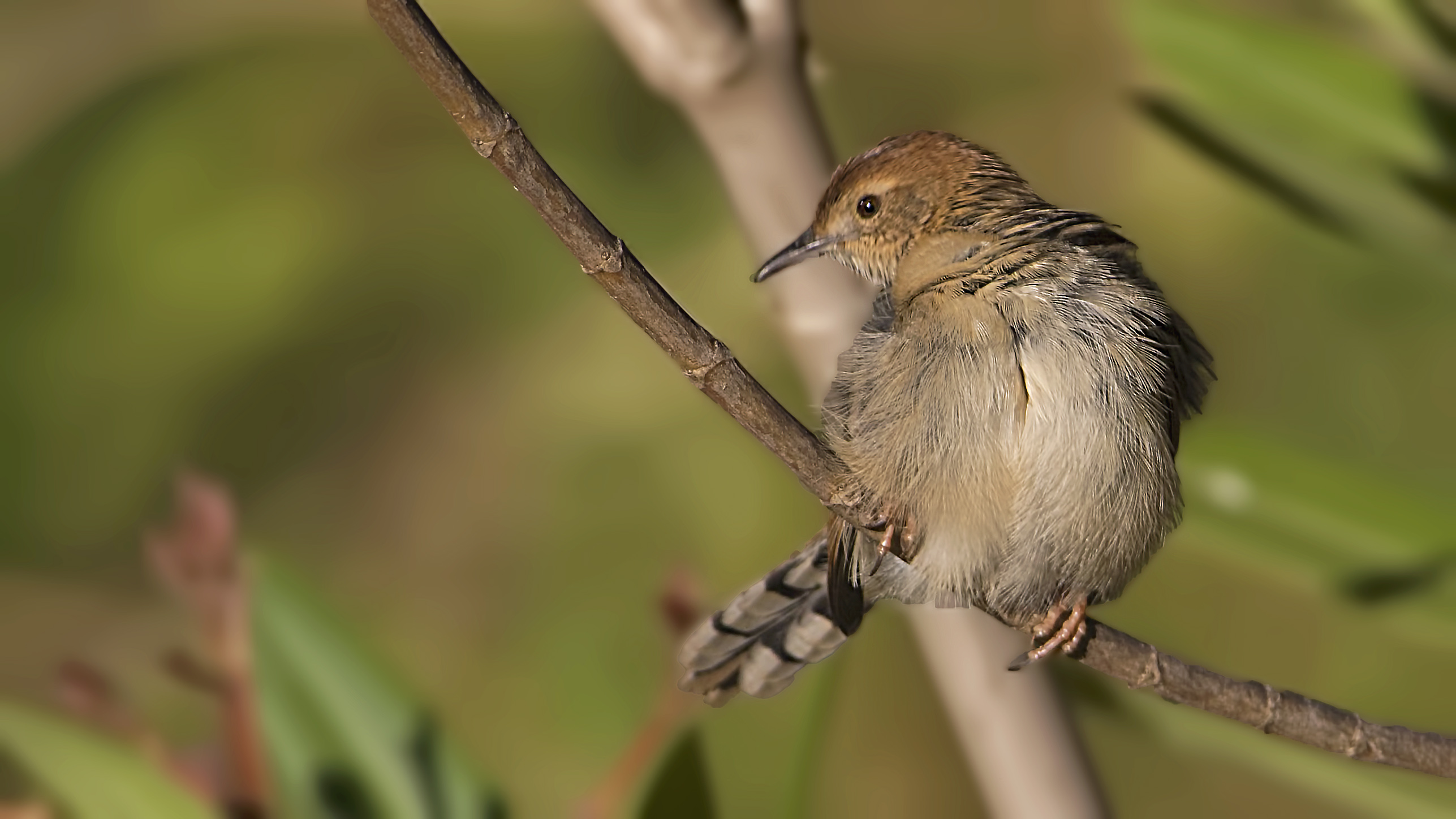 Ethiopian Cisticola
