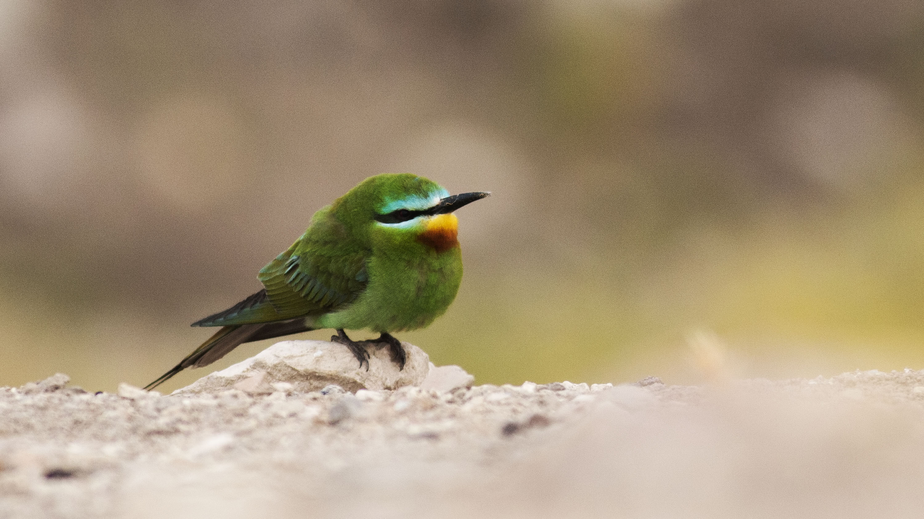 Blue-cheeked Bee-eater — Ana fotoğraf