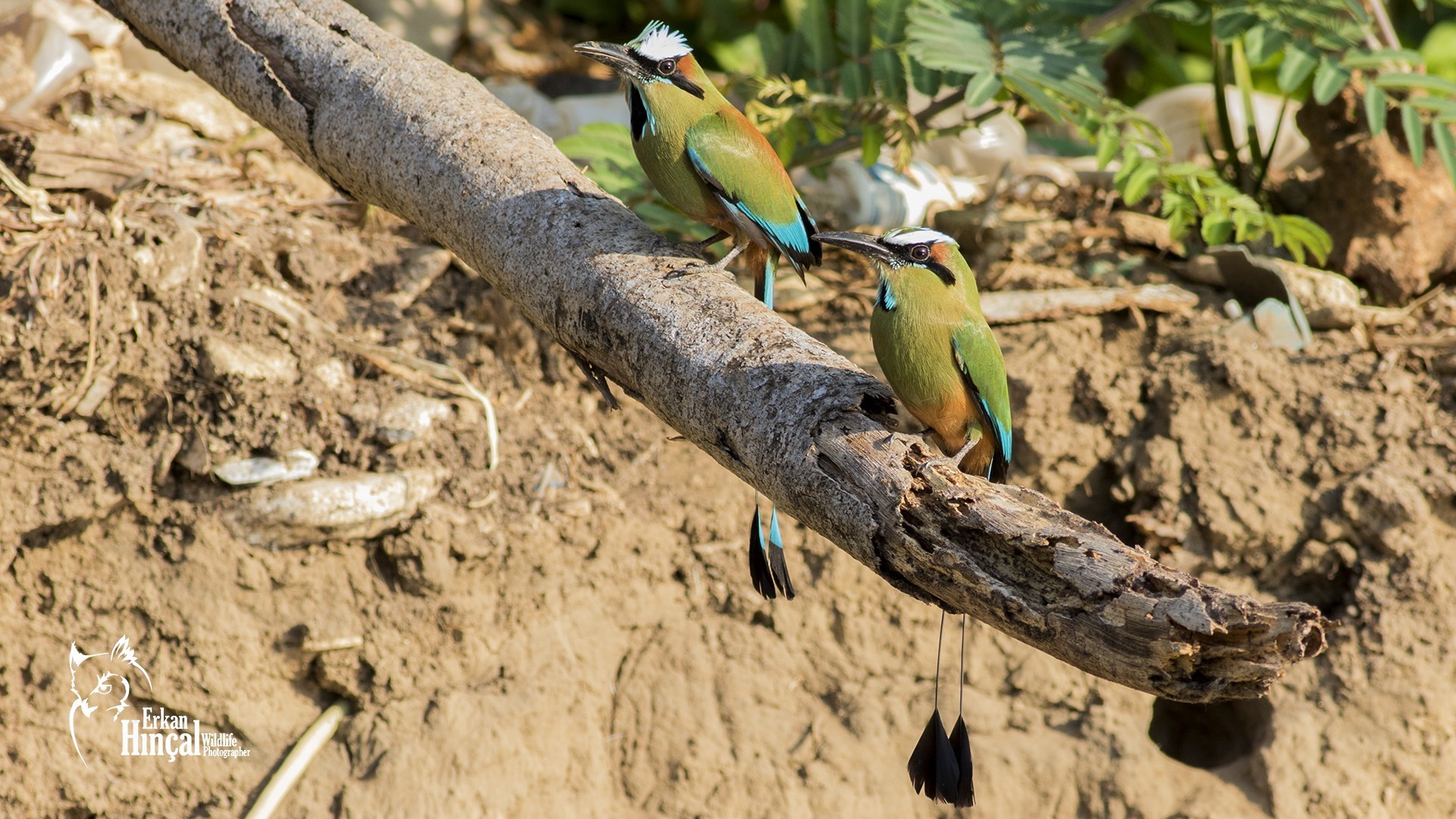 Turquoise-browed Motmot