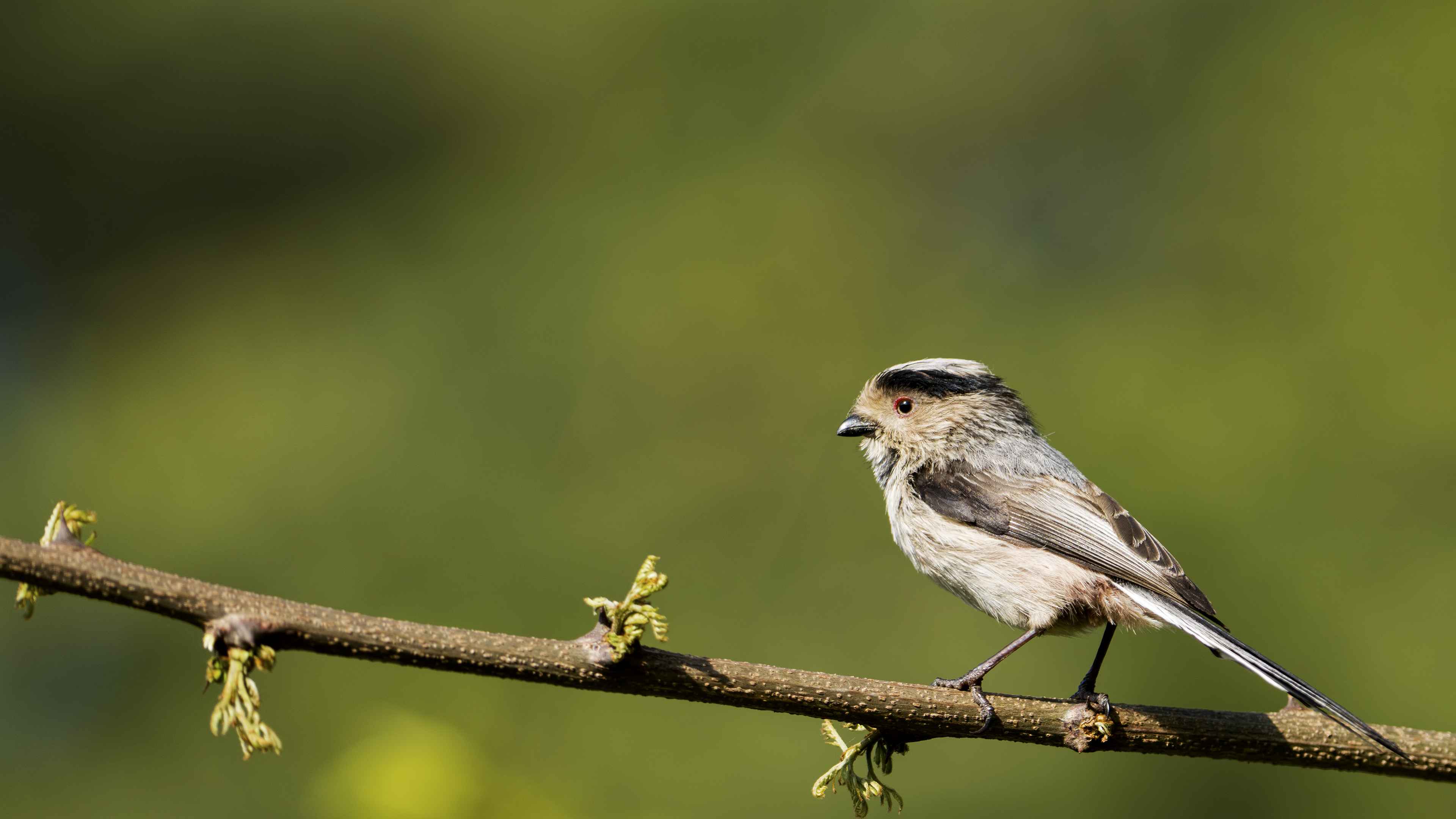 Long-tailed Tit