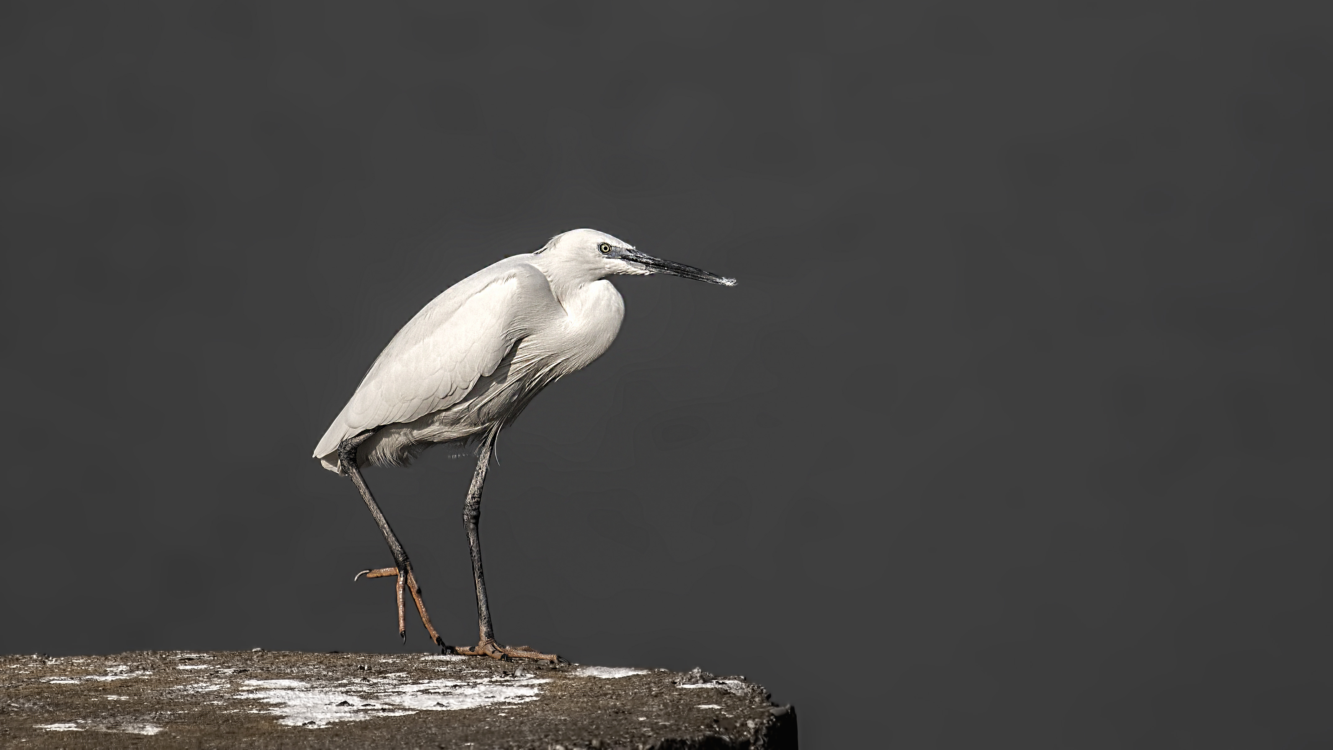 Little Egret