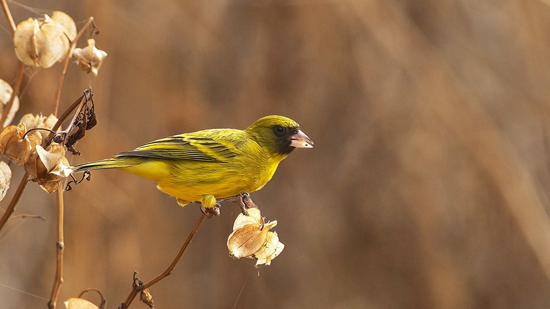 African Citril — Ana fotoğraf