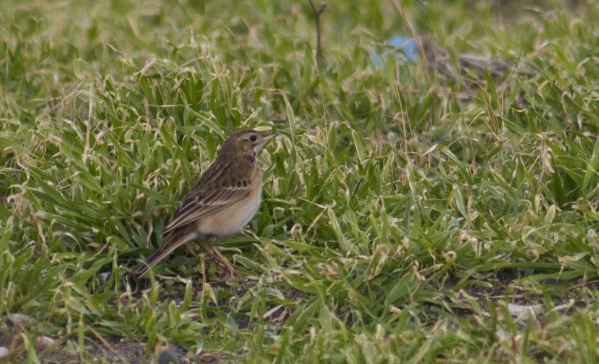 Blyth's Pipit — Ana fotoğraf