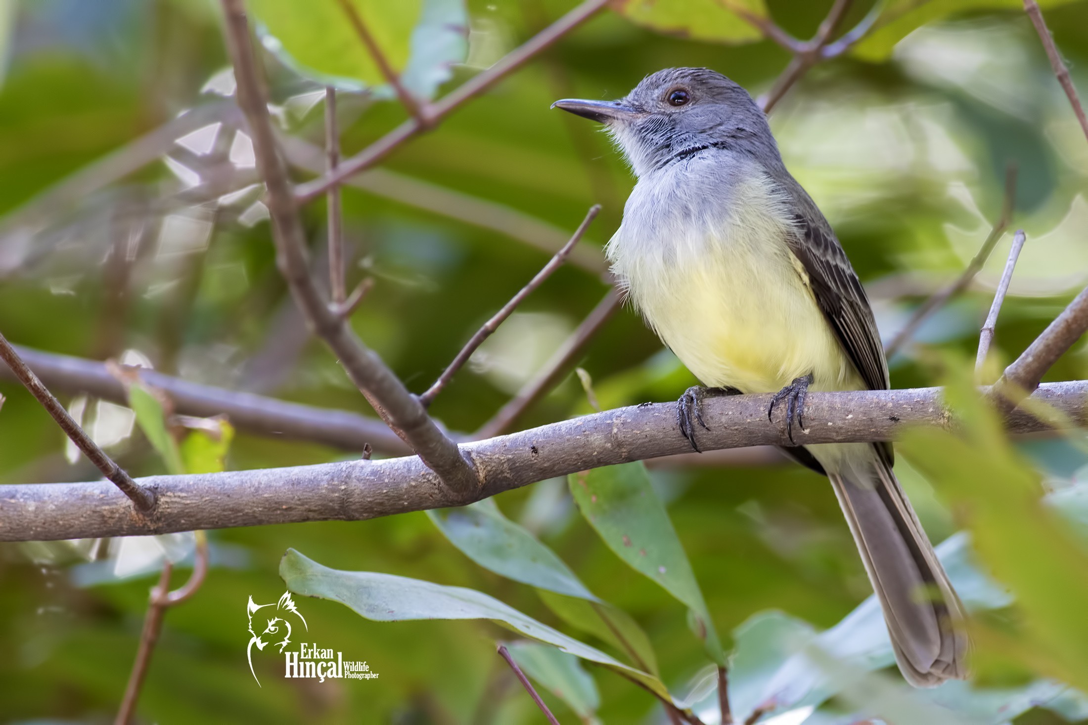 Mountain Elaenia