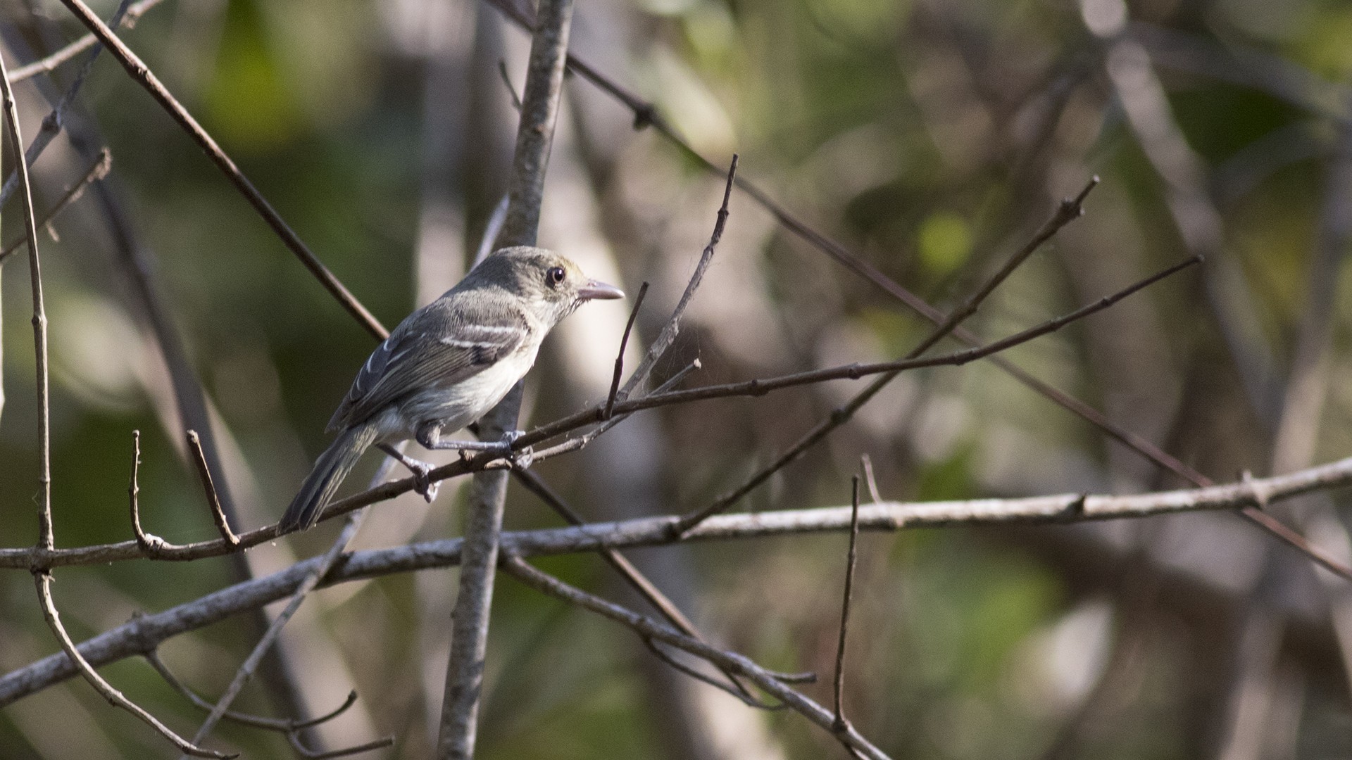 Mountain Elaenia — Ana fotoğraf