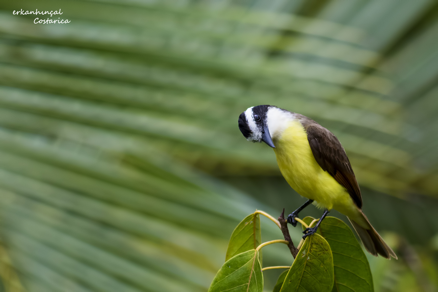 Great Kiskadee