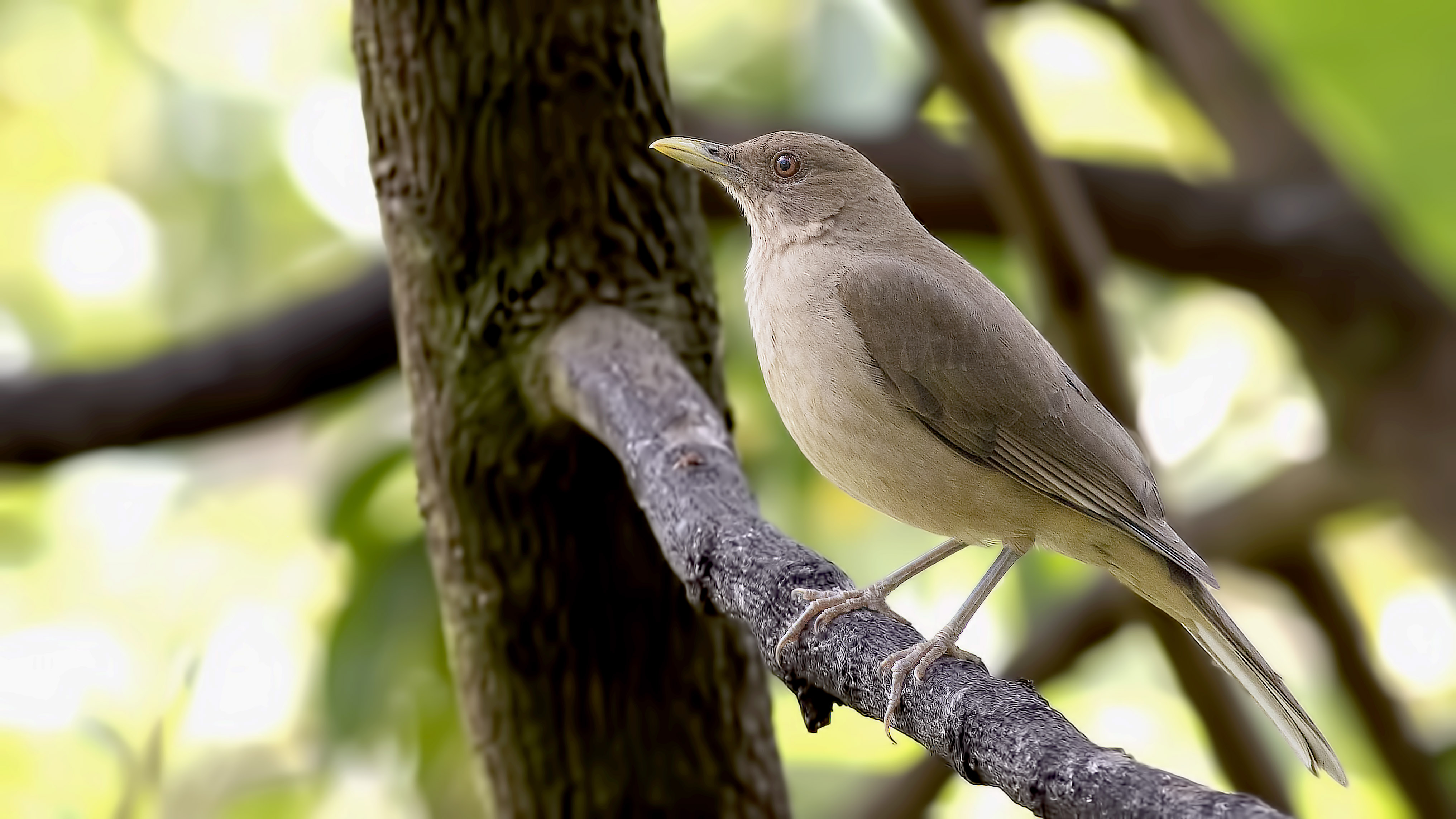 Clay-colored Thrush