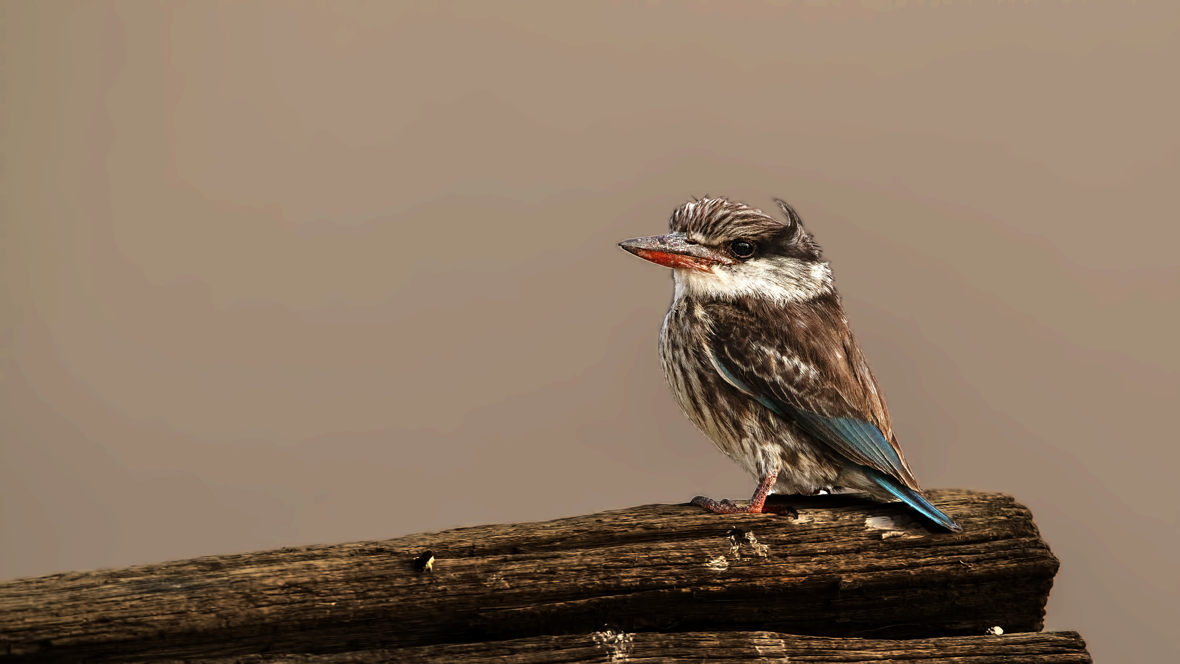 Striped Kingfisher — Ana fotoğraf